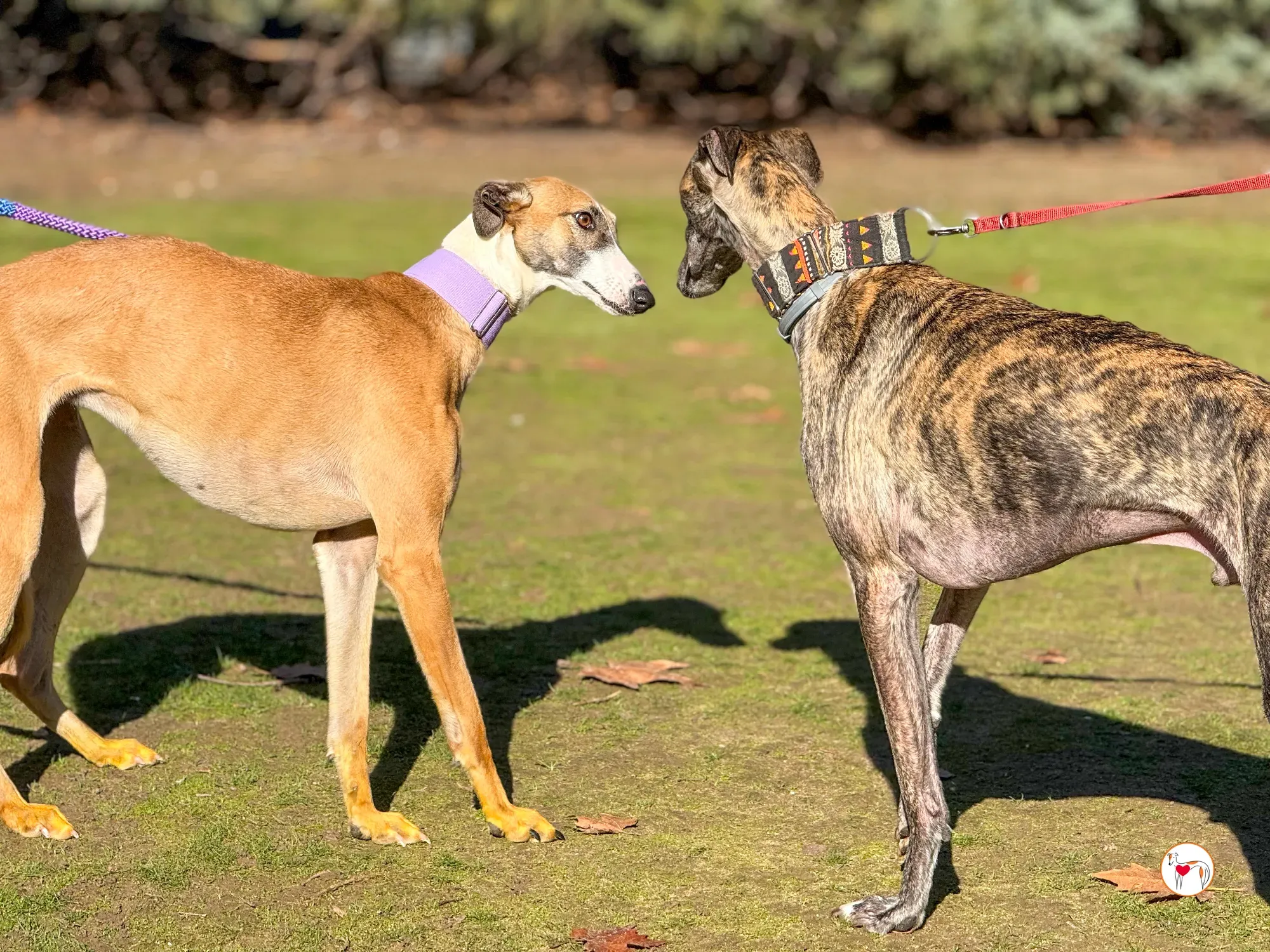 nutella galgo adozione 4