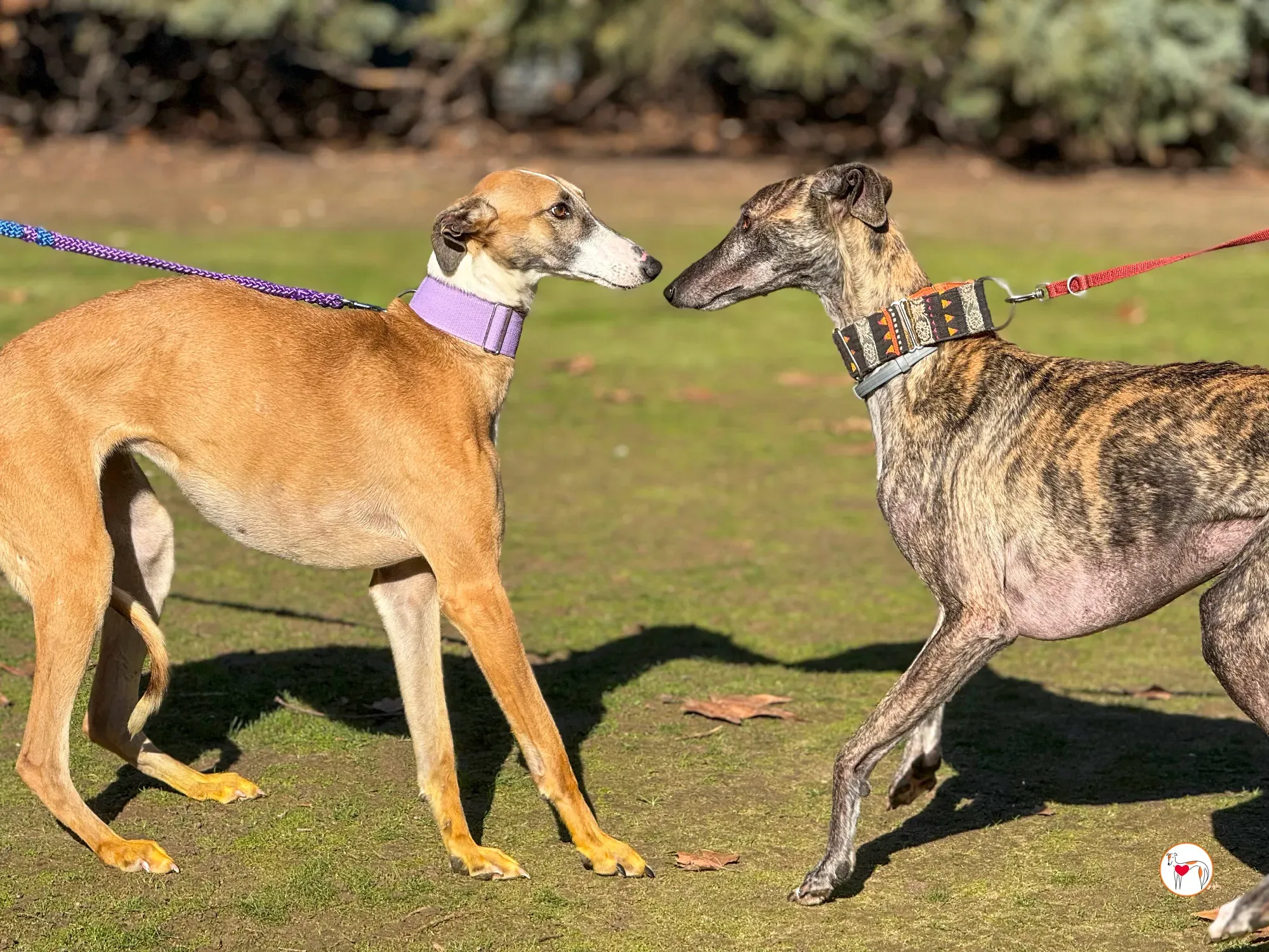 nutella galgo adozione 5