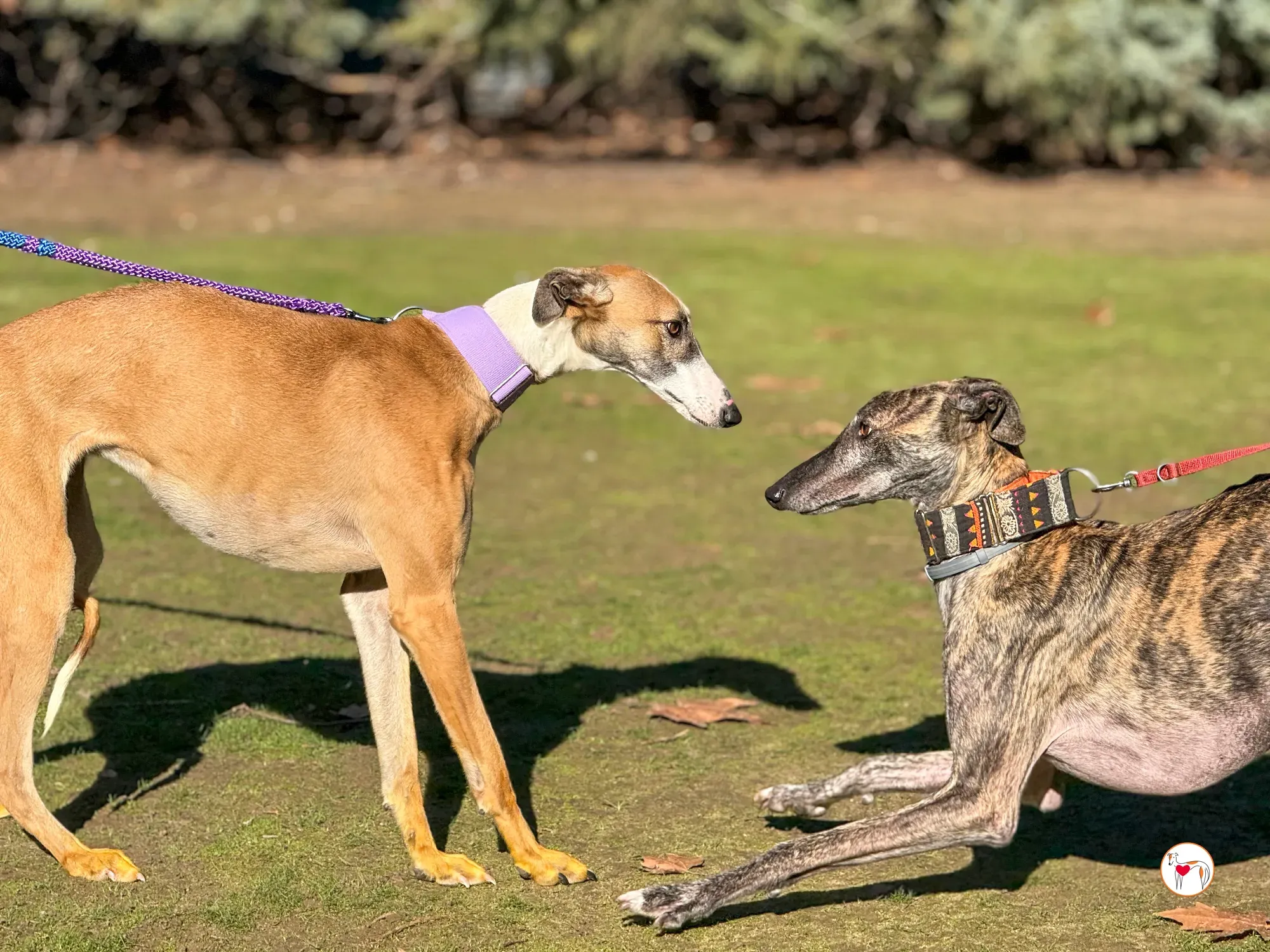 nutella galgo adozione 6