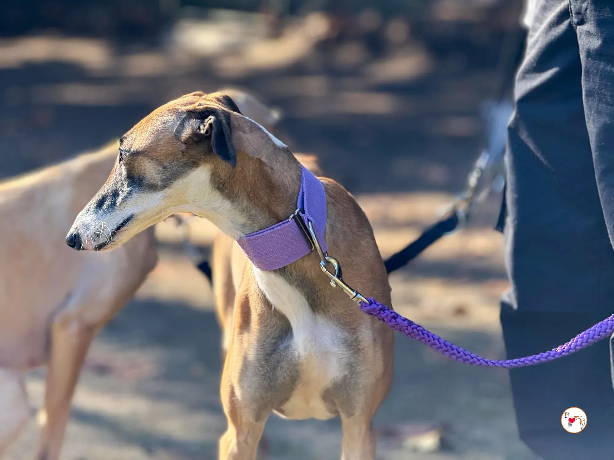 nutella galgo adozione 7