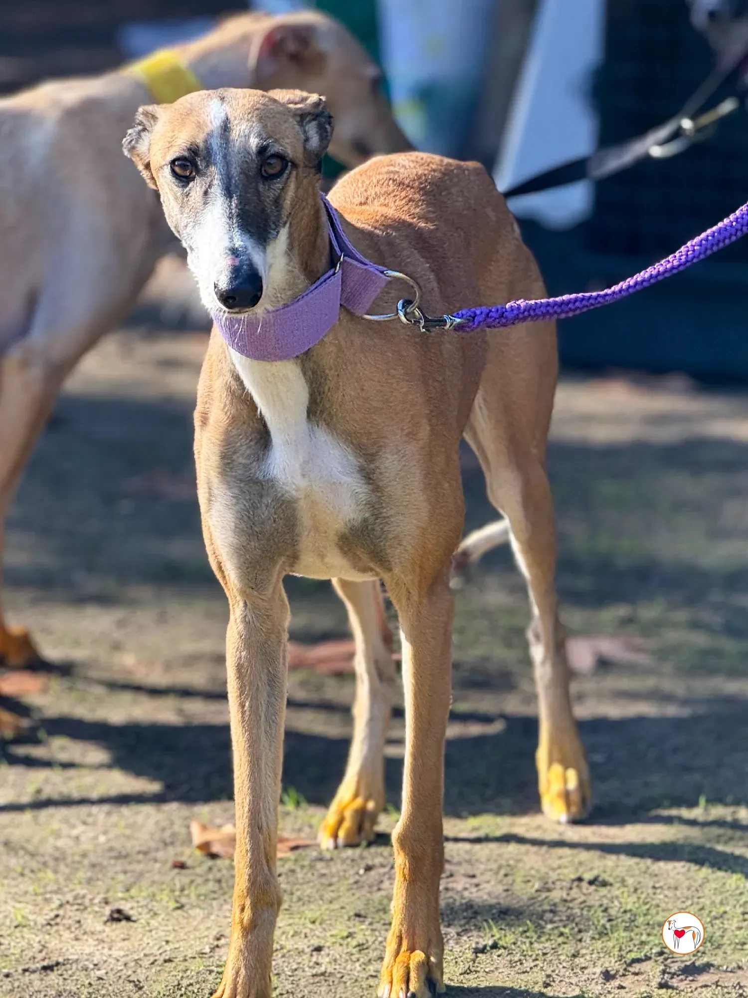 nutella galgo adozione 8