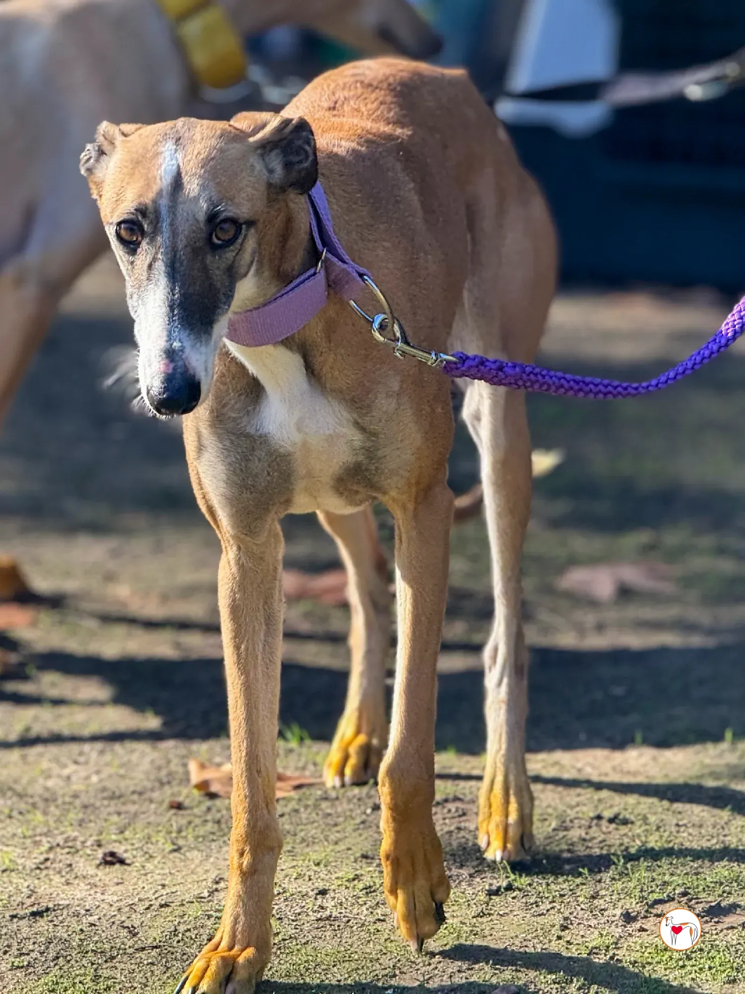 nutella galgo adozione 9