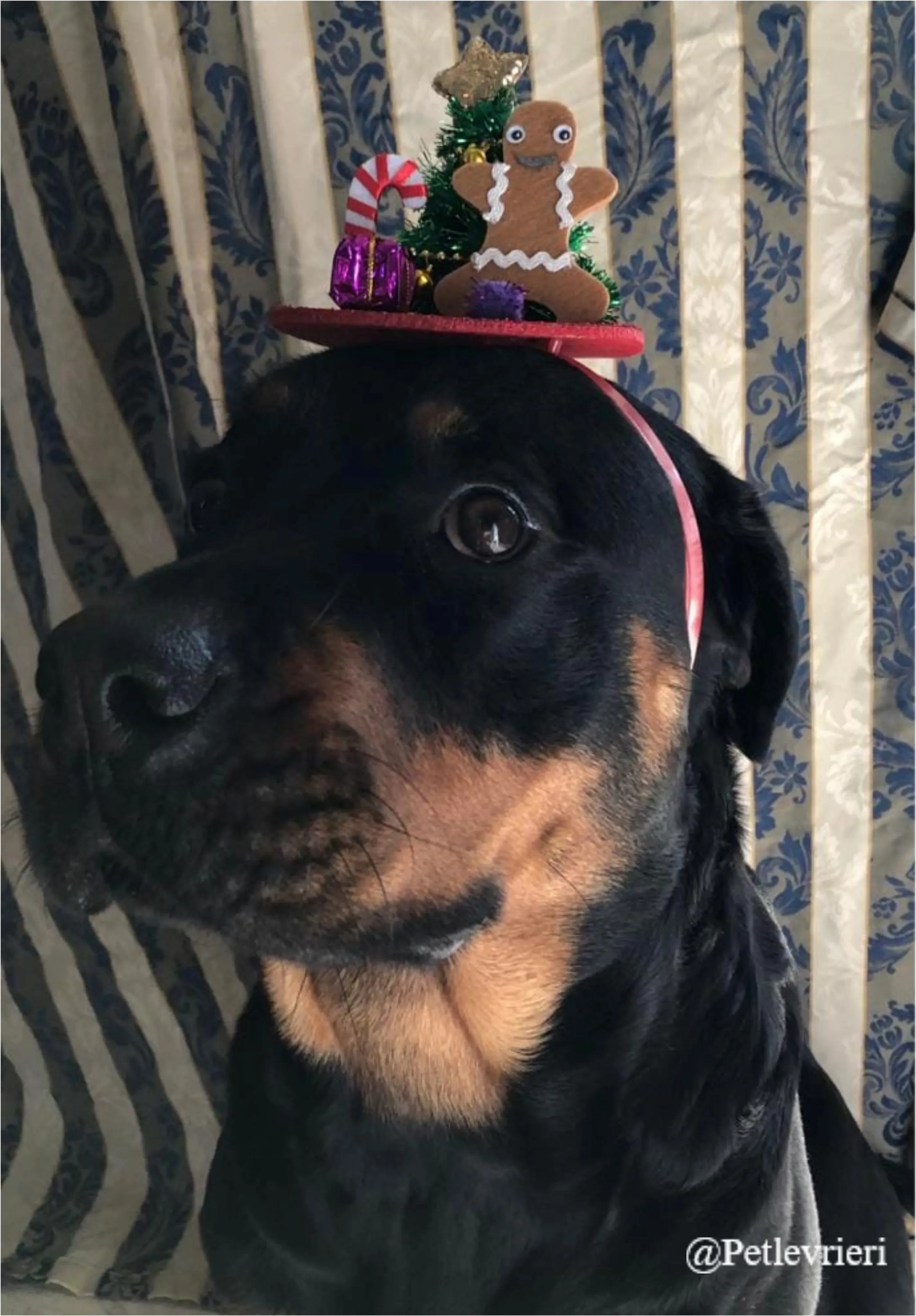 nyama pet levrieri natale 2021