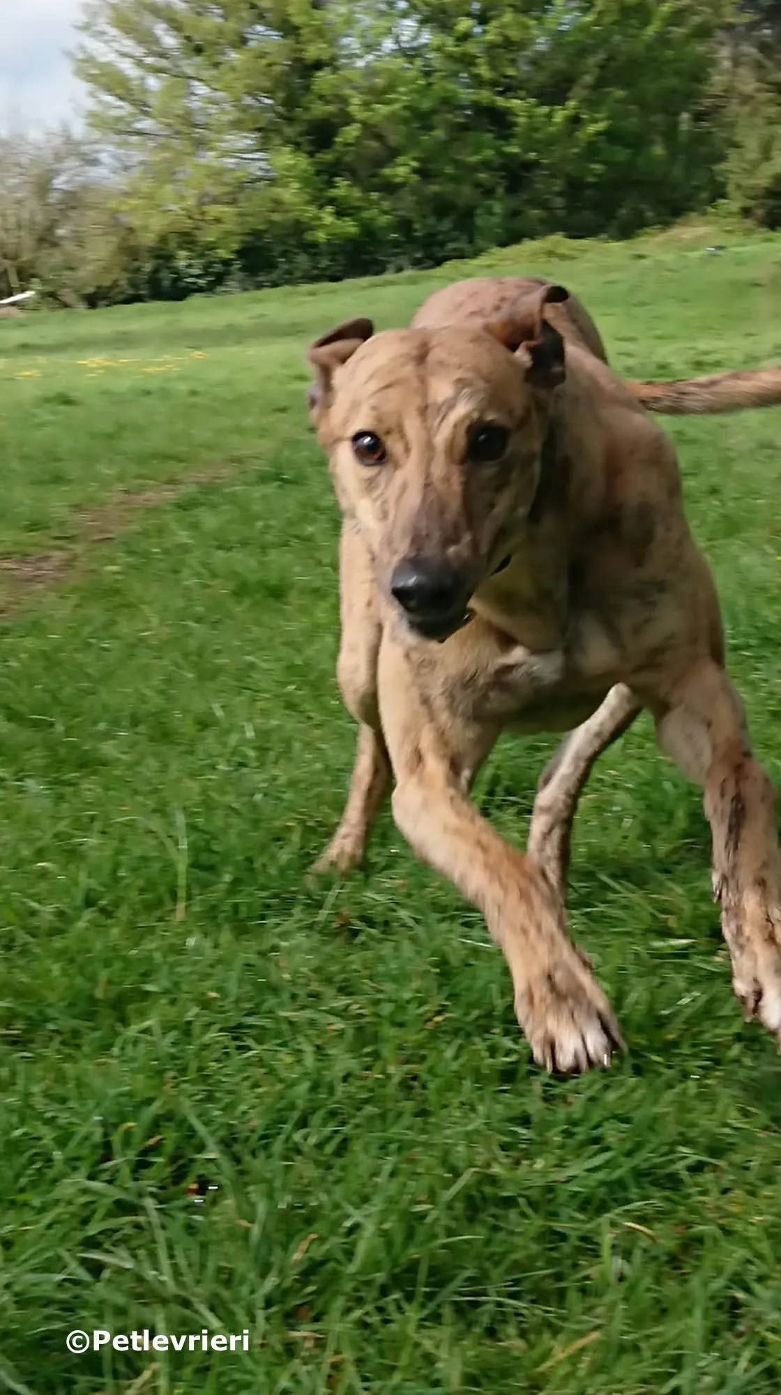 oakview bingo adozione levrieri greyhound 1