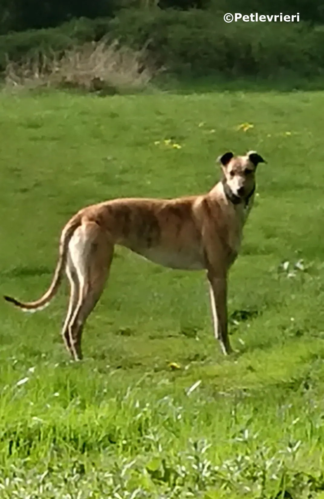 oakview bingo adozione levrieri greyhound 2