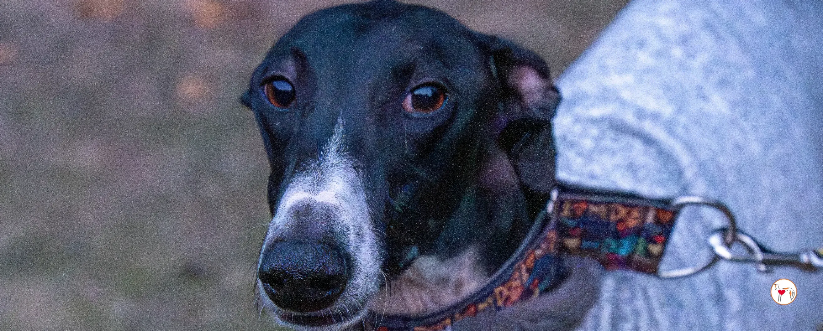 odin galgo adozione 00 copertina a