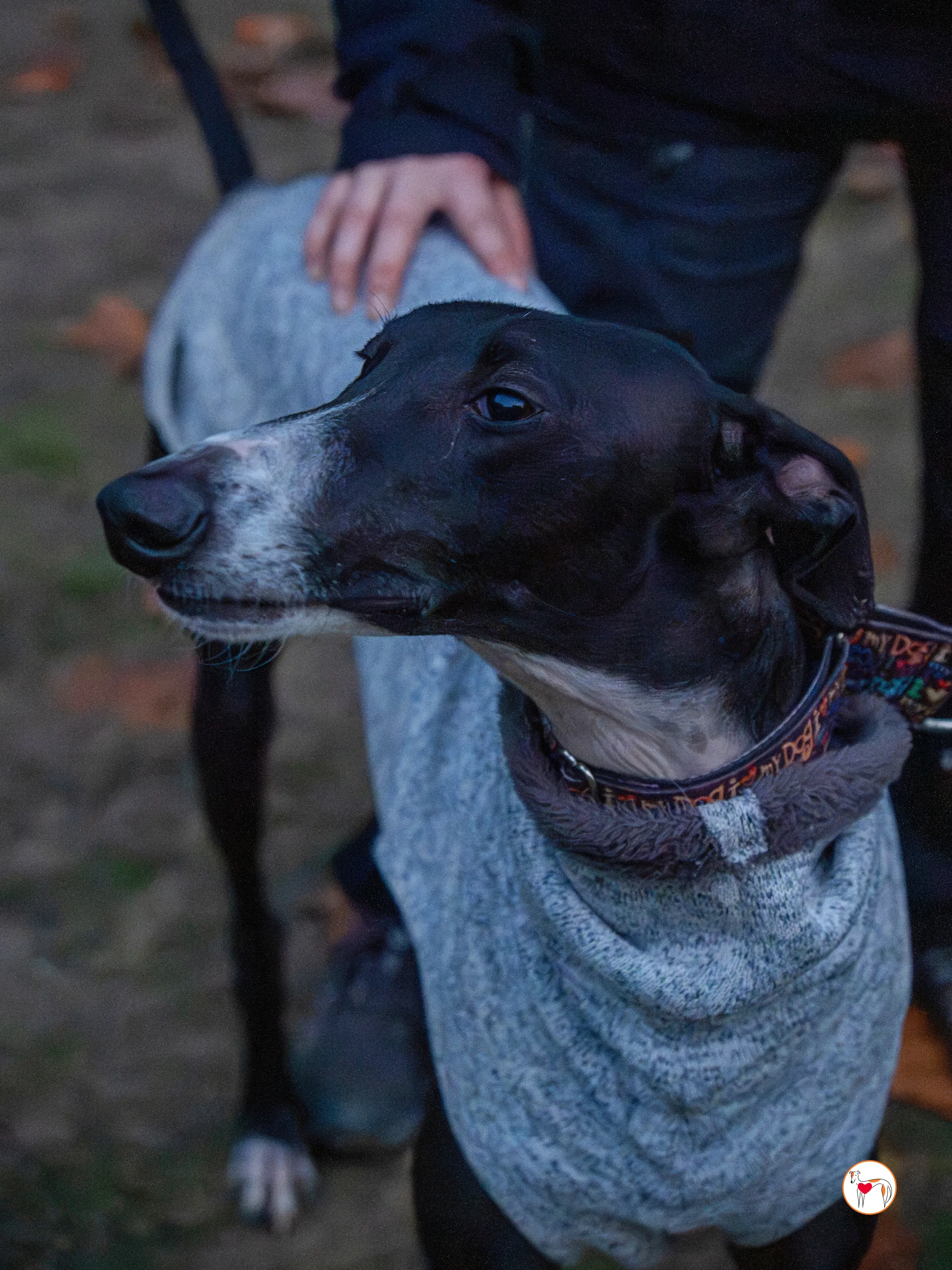odin galgo adozione 1