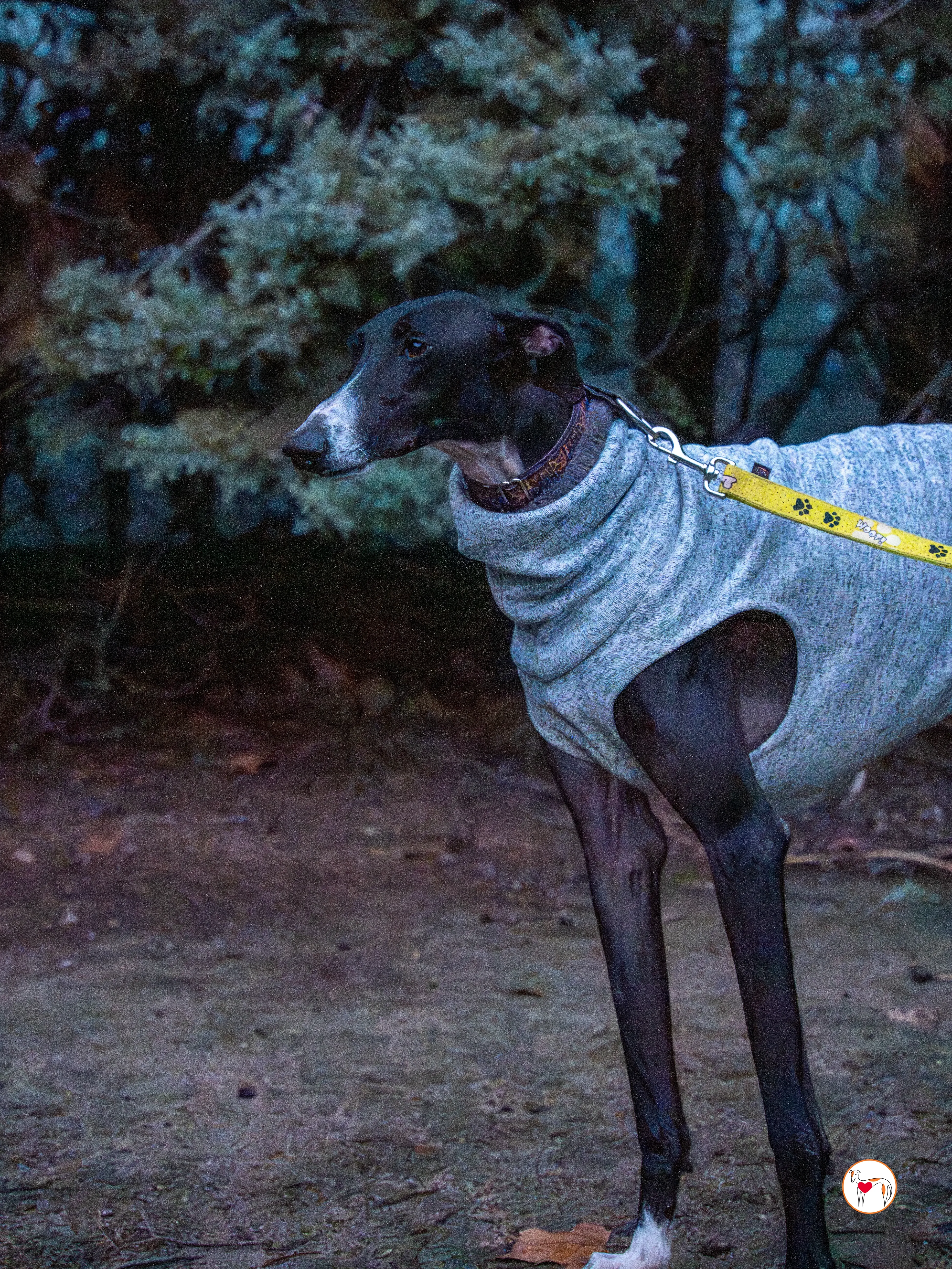 odin galgo adozione 10