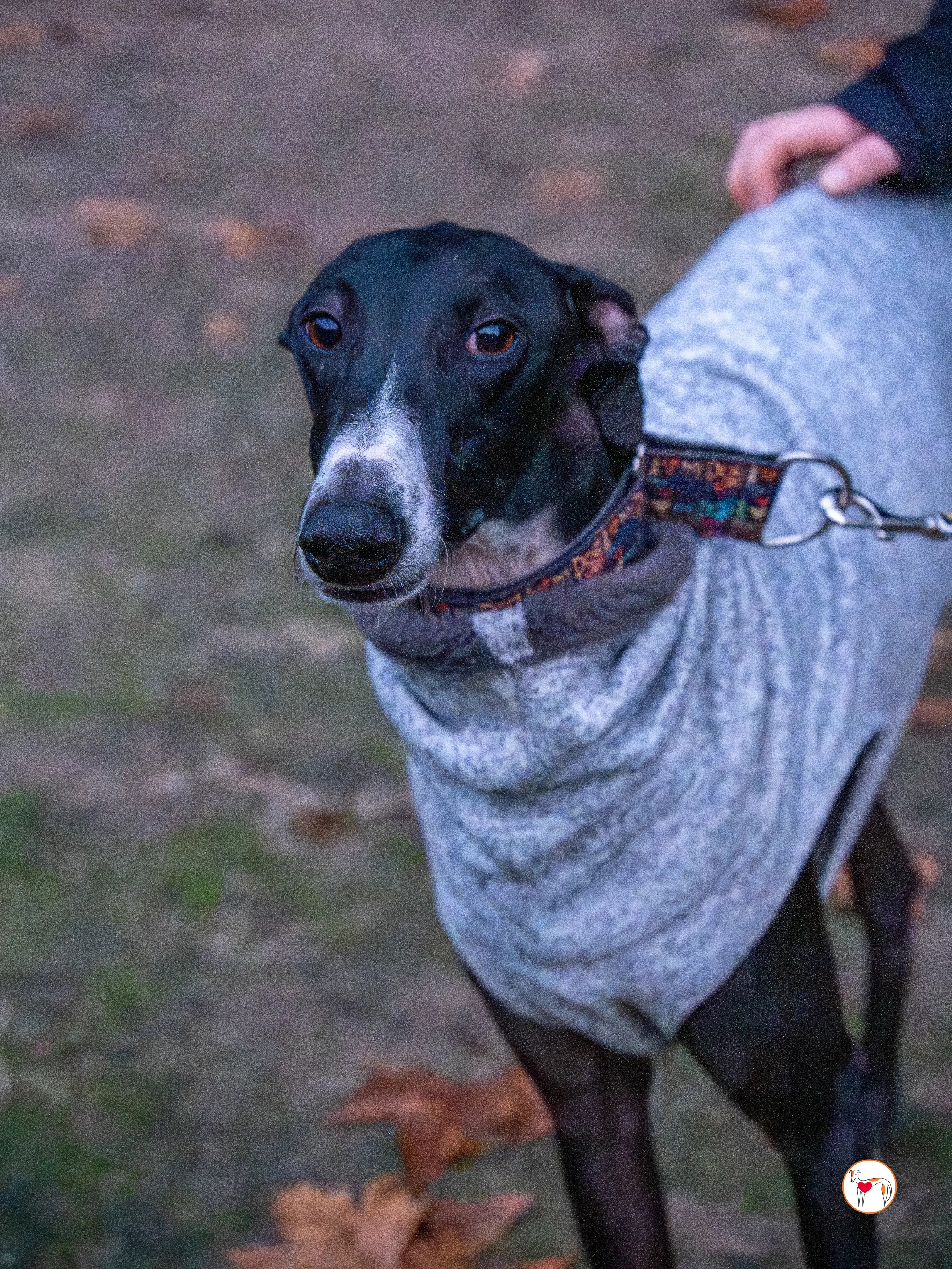 odin galgo adozione 2