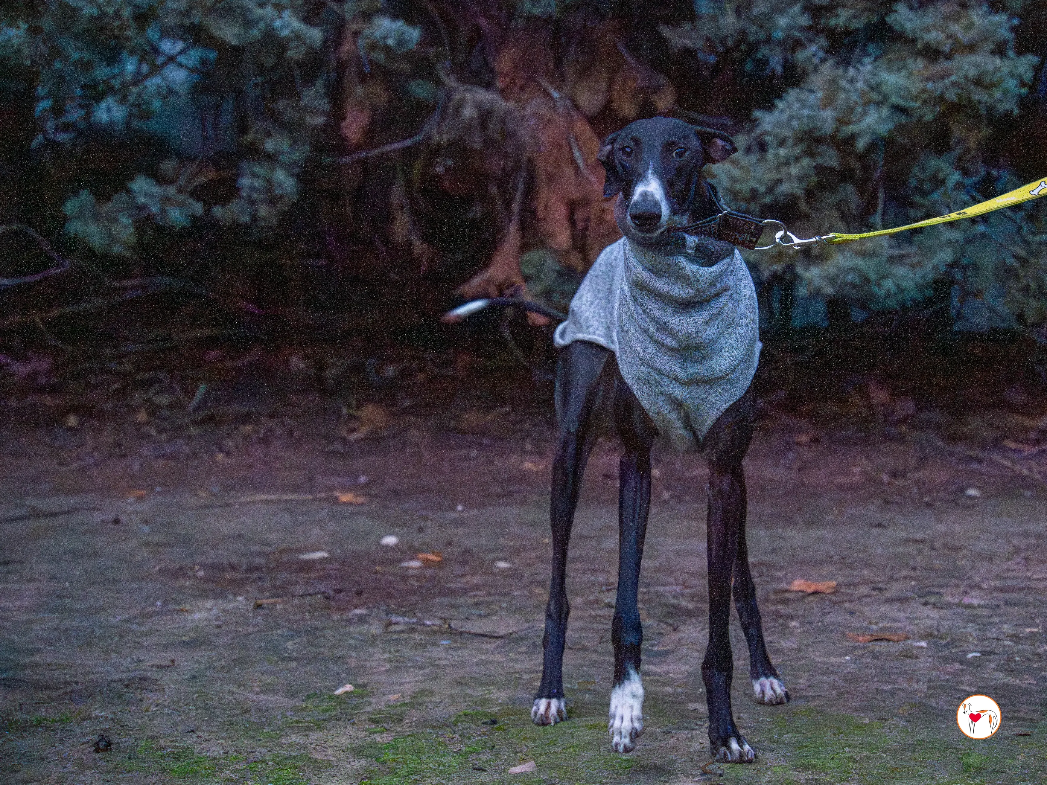 odin galgo adozione 3