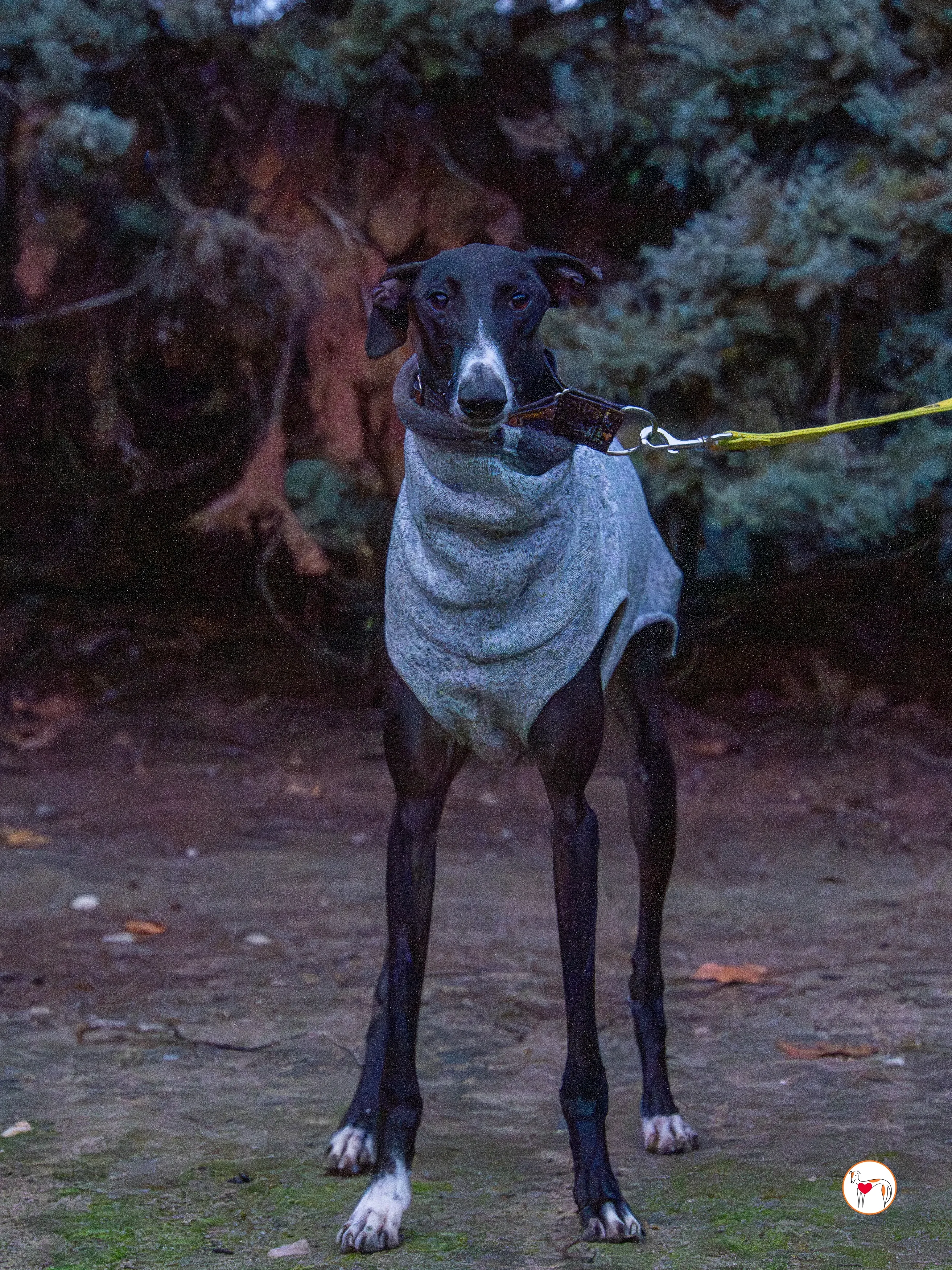 odin galgo adozione 4