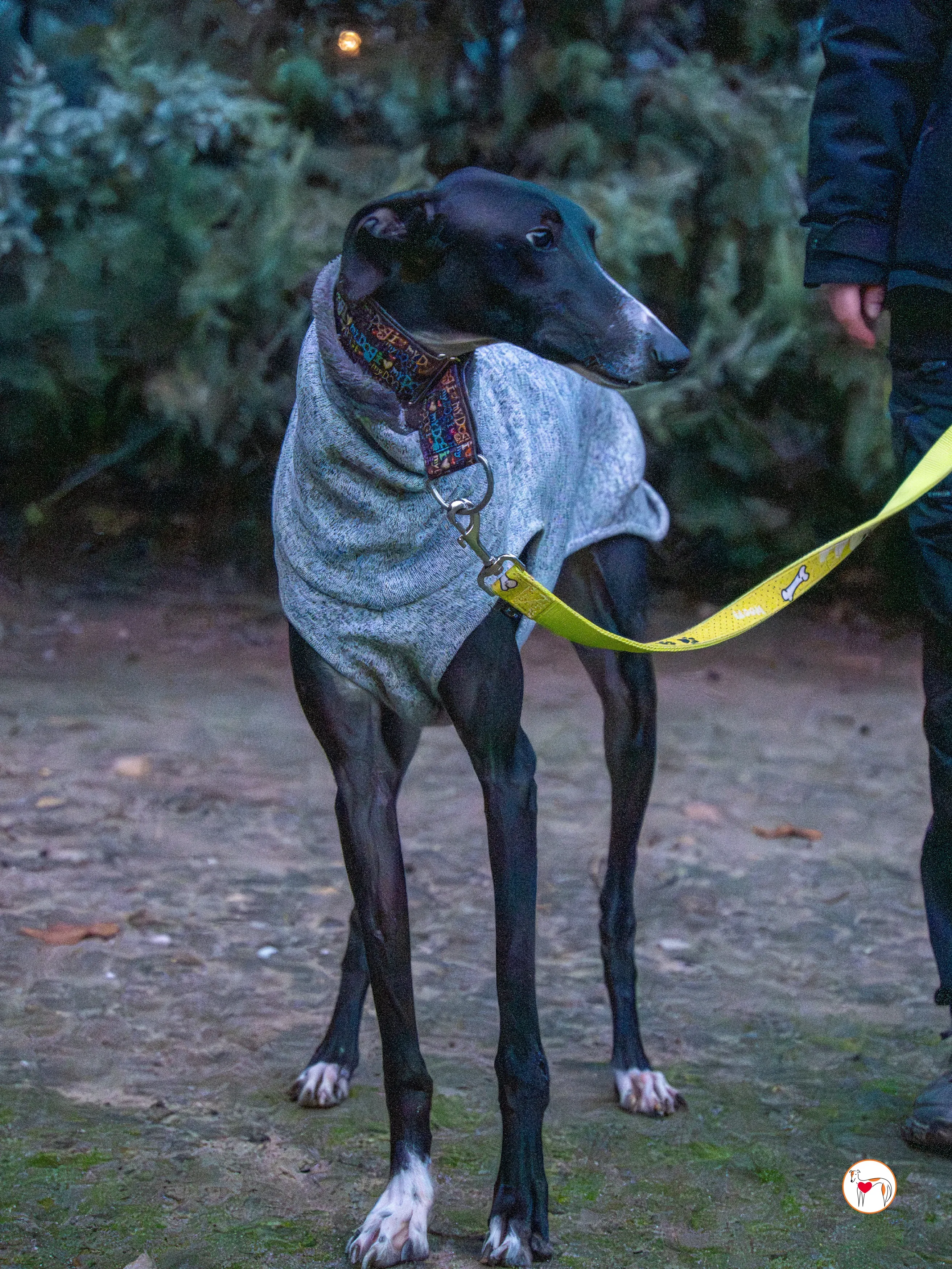 odin galgo adozione 5