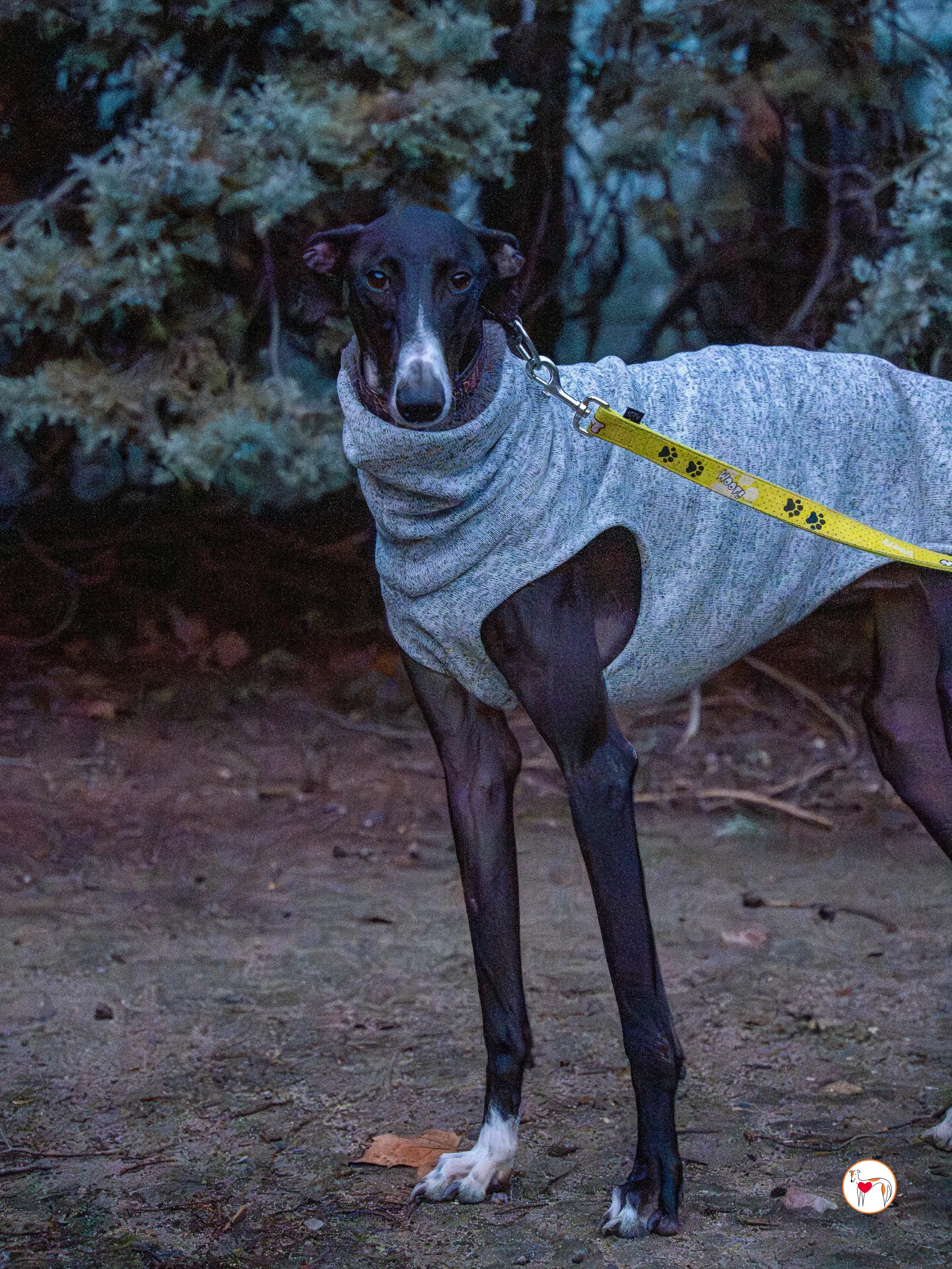 odin galgo adozione 6