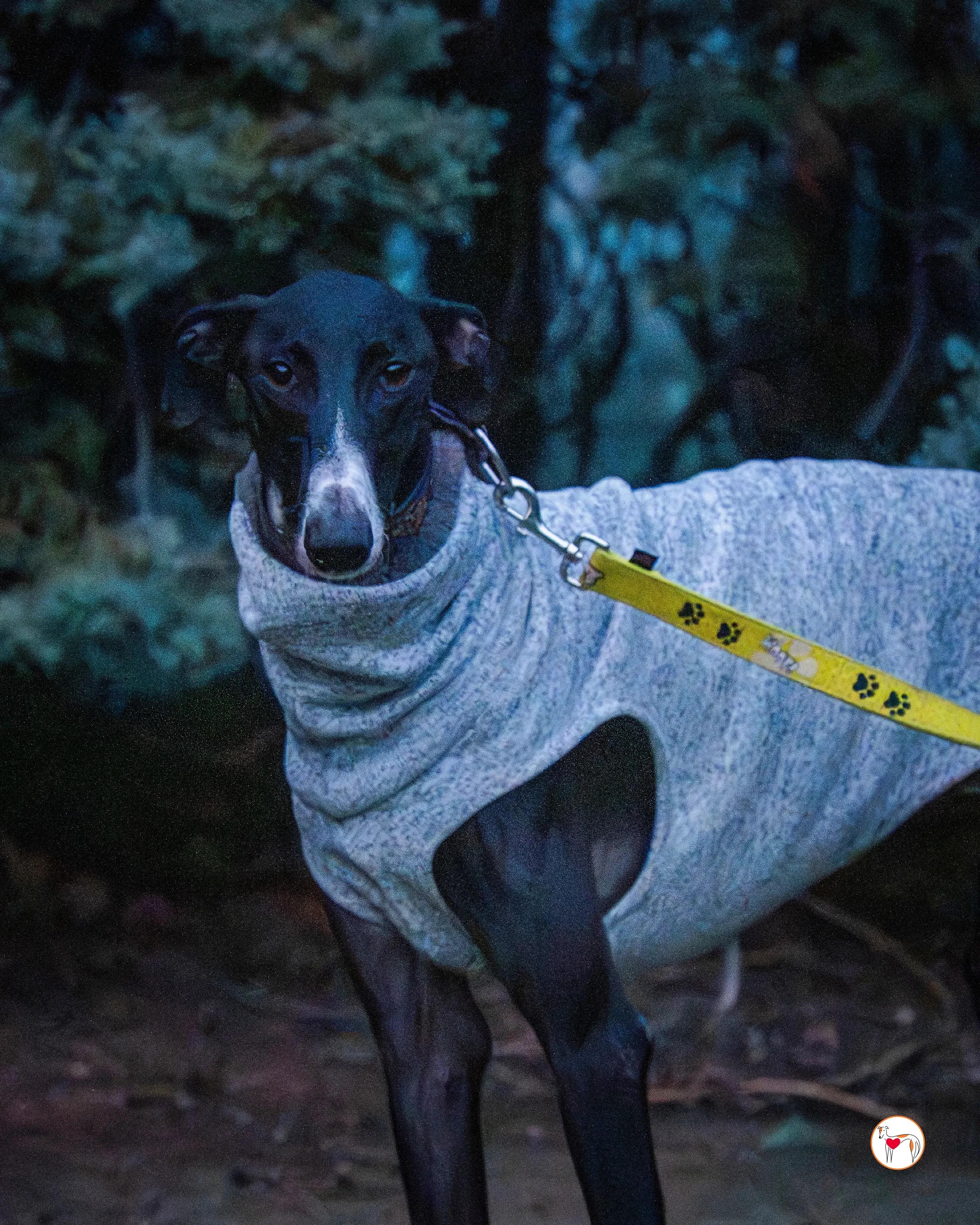 odin galgo adozione 7