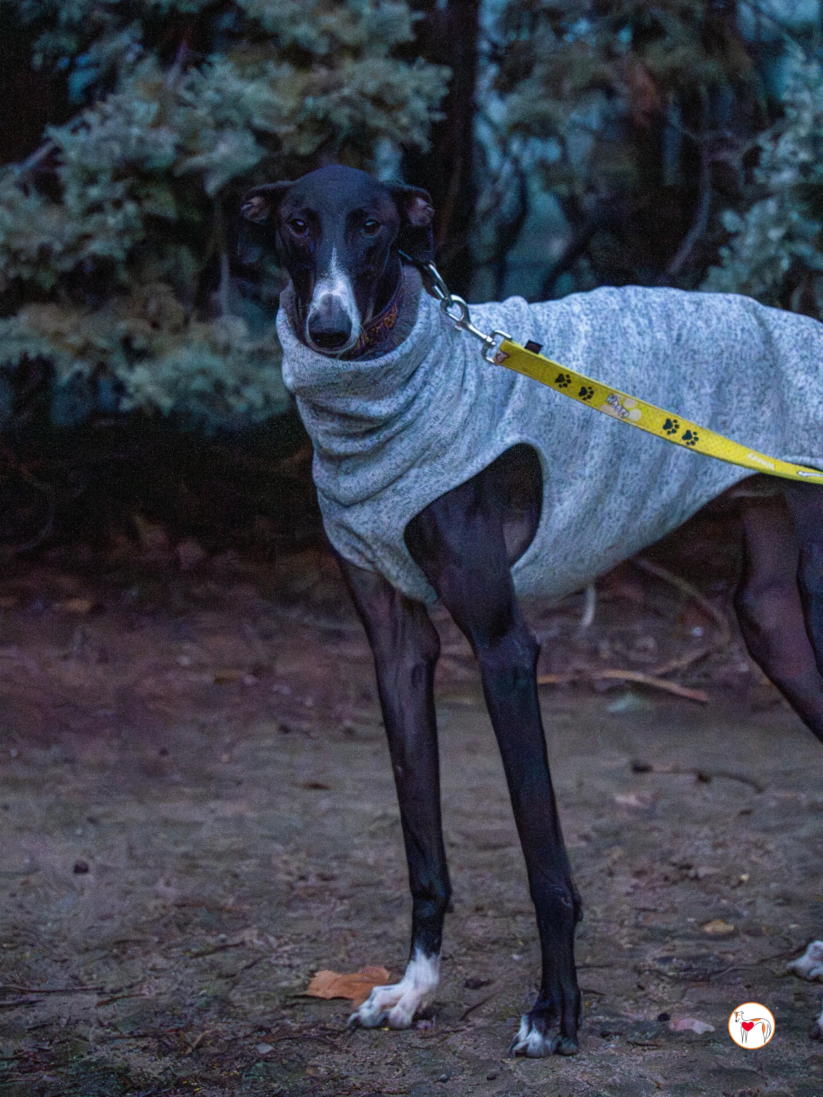 odin galgo adozione 8