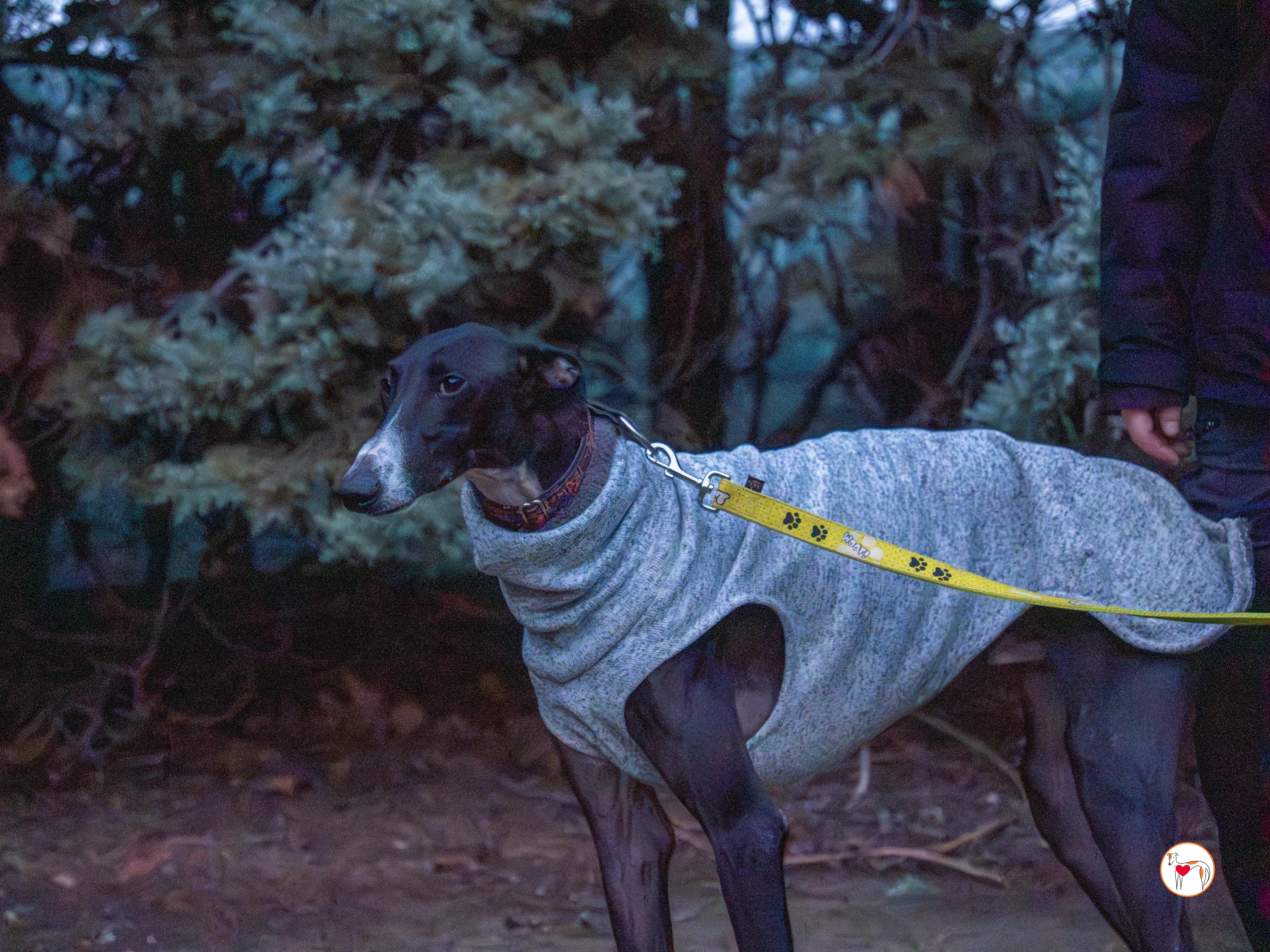 odin galgo adozione 9