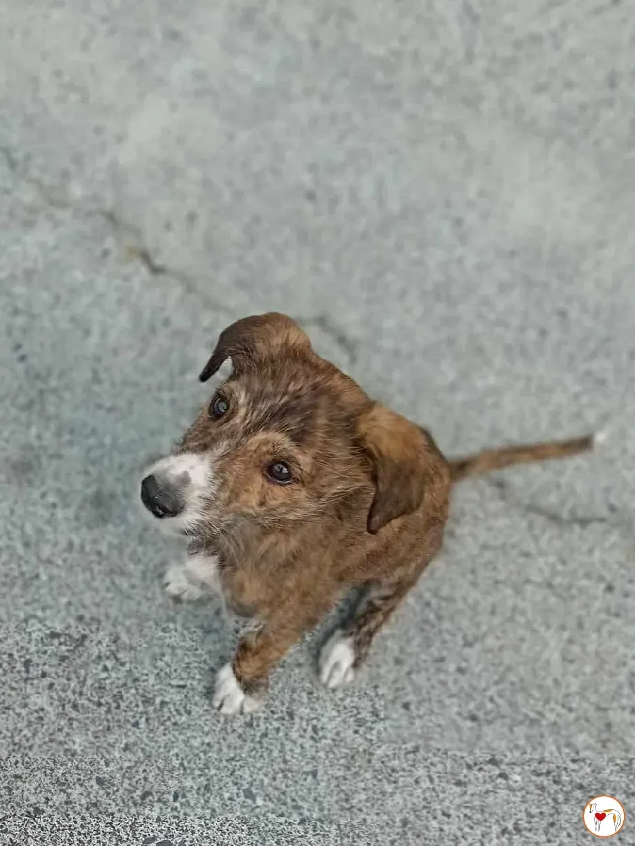 oisin grey cucciolo adozione 12