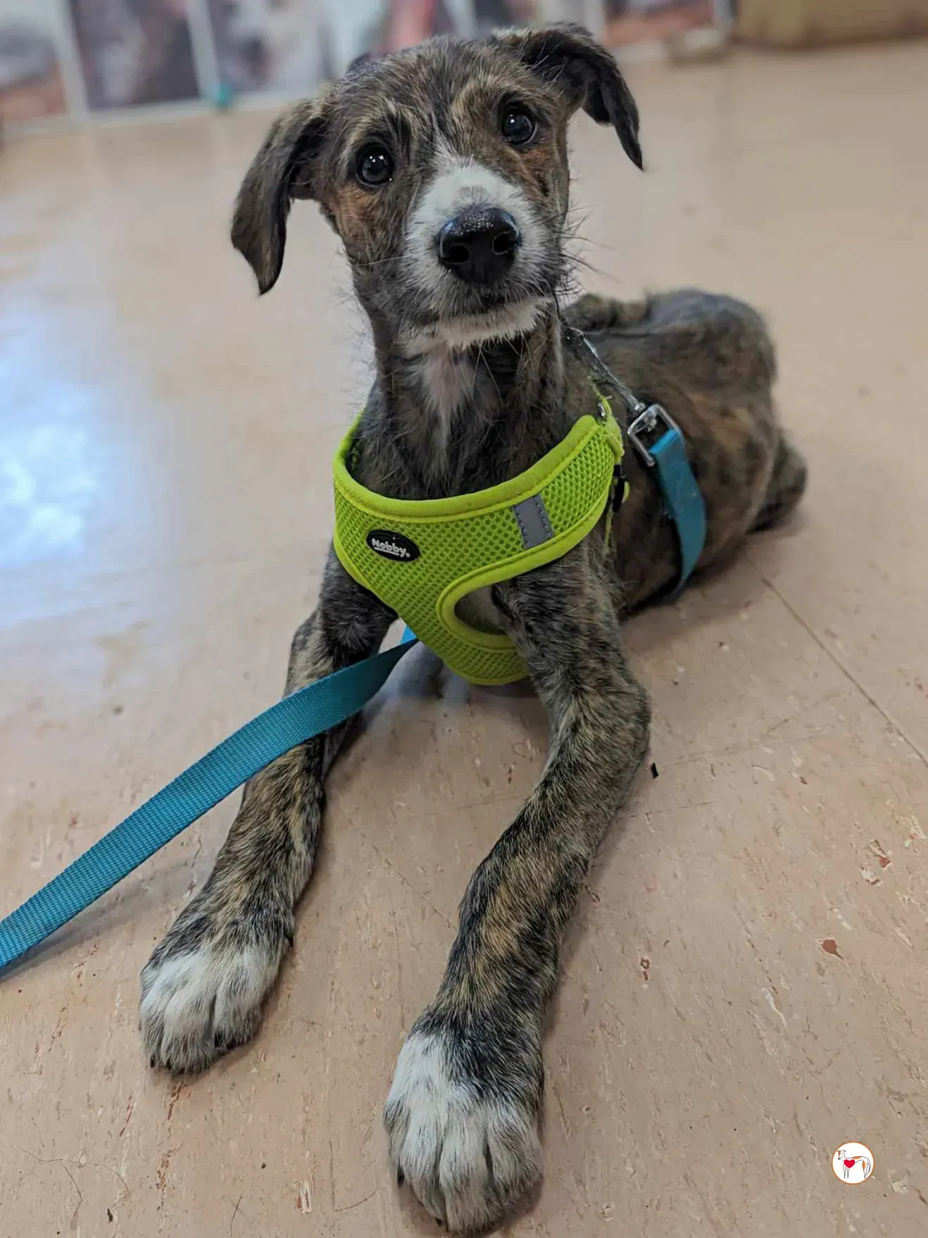 oisin greyhound cucciolo adozione 14 1