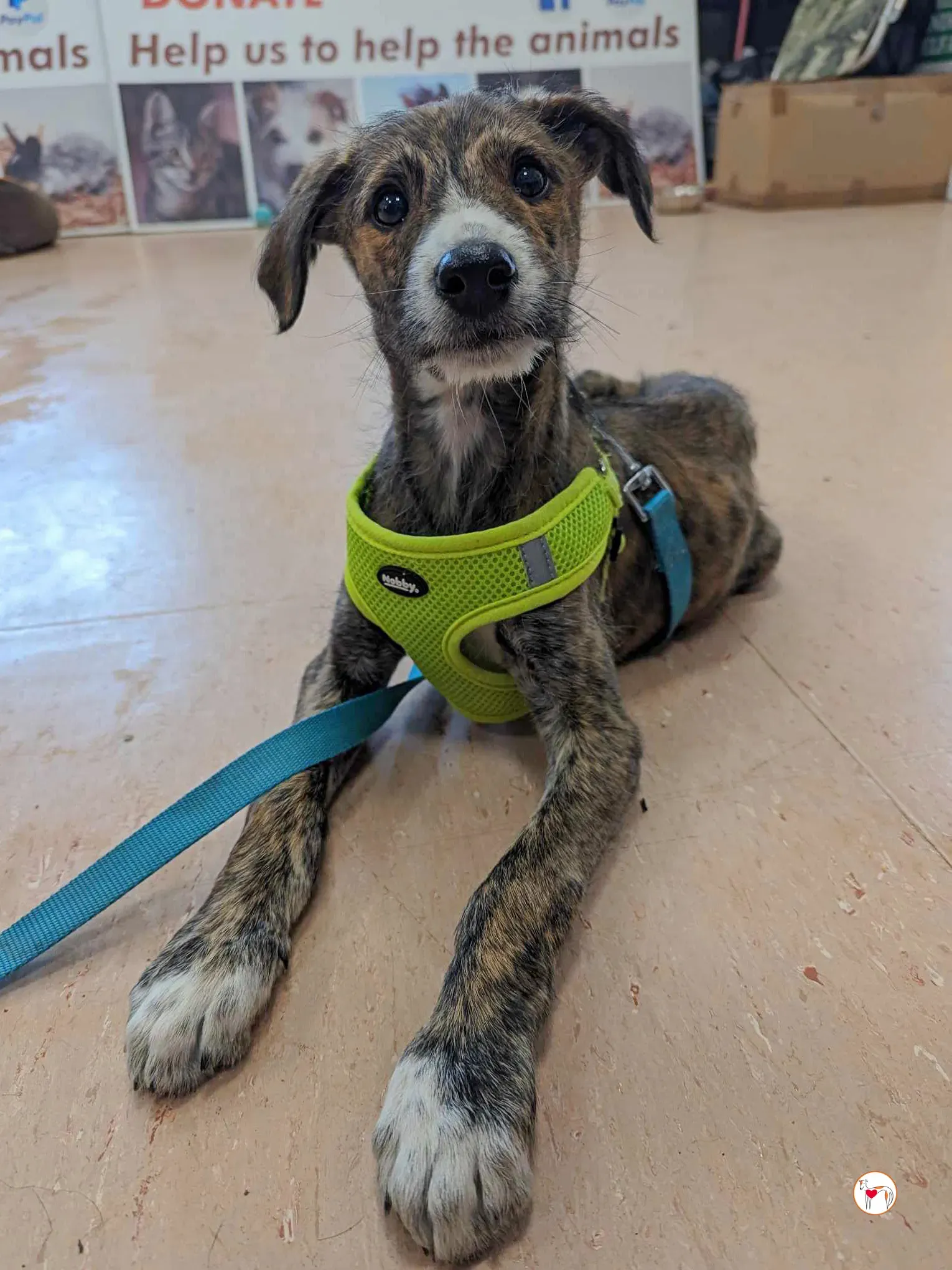 oisin greyhound cucciolo adozione 15 1