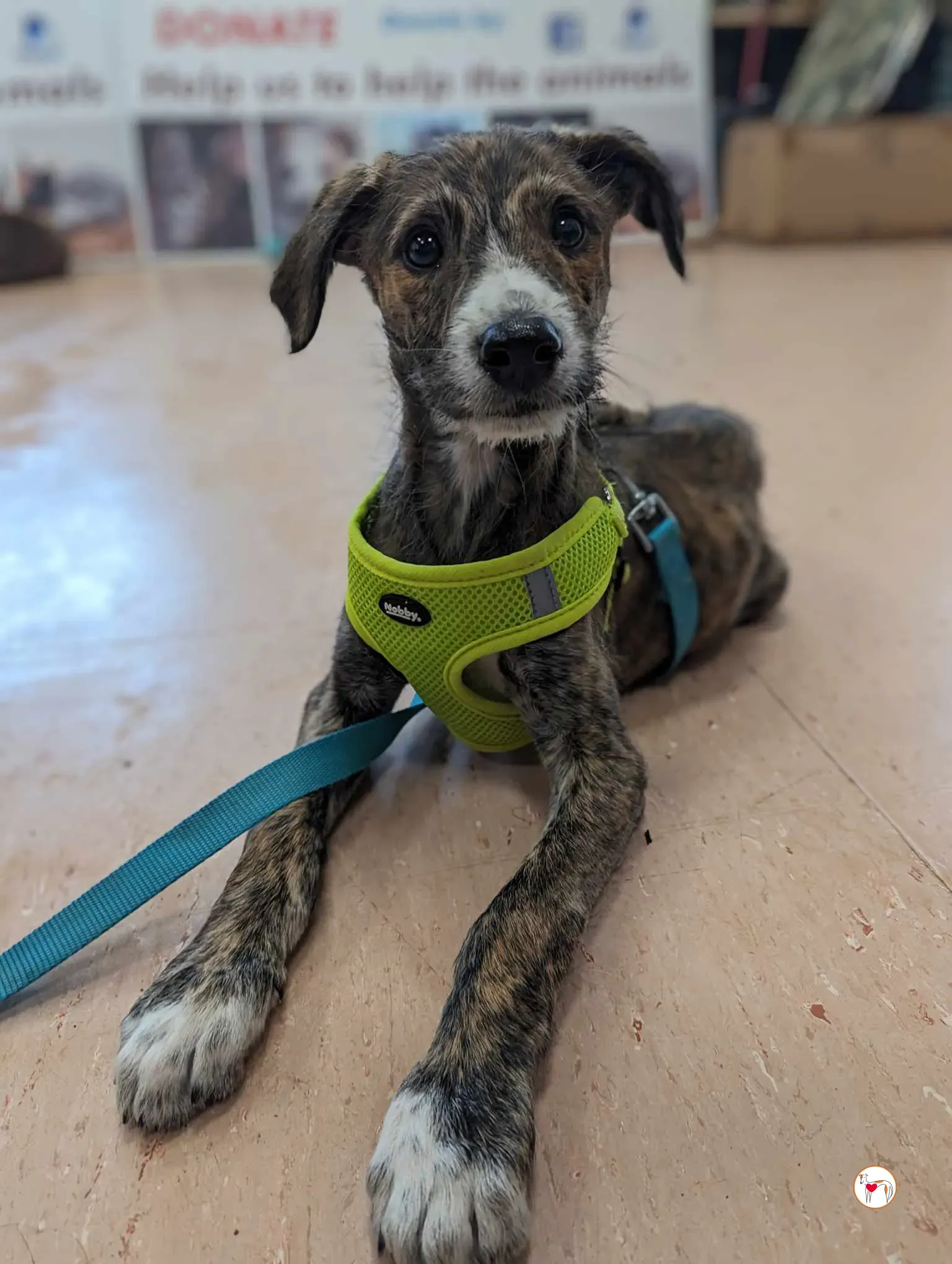 oisin greyhound cucciolo adozione 16 1