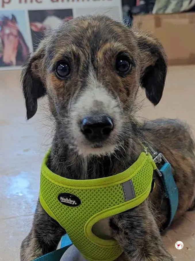 oisin greyhound cucciolo adozione 17 1