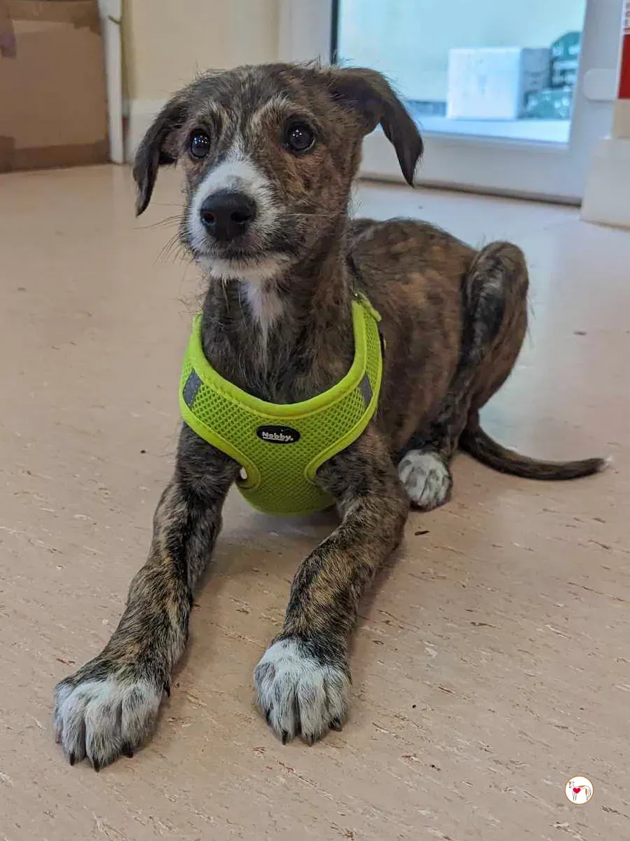 oisin greyhound cucciolo adozione 18 1