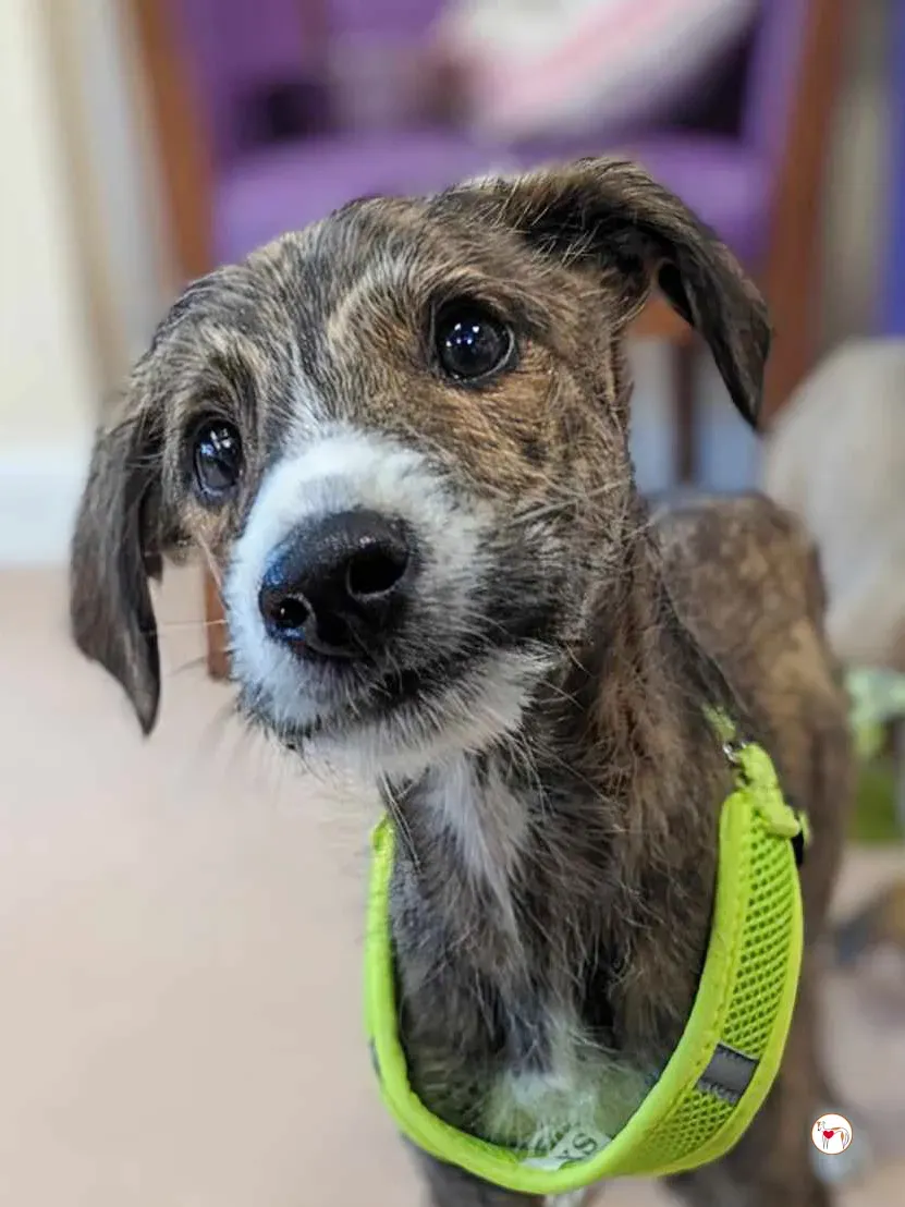 oisin greyhound cucciolo adozione 19 1