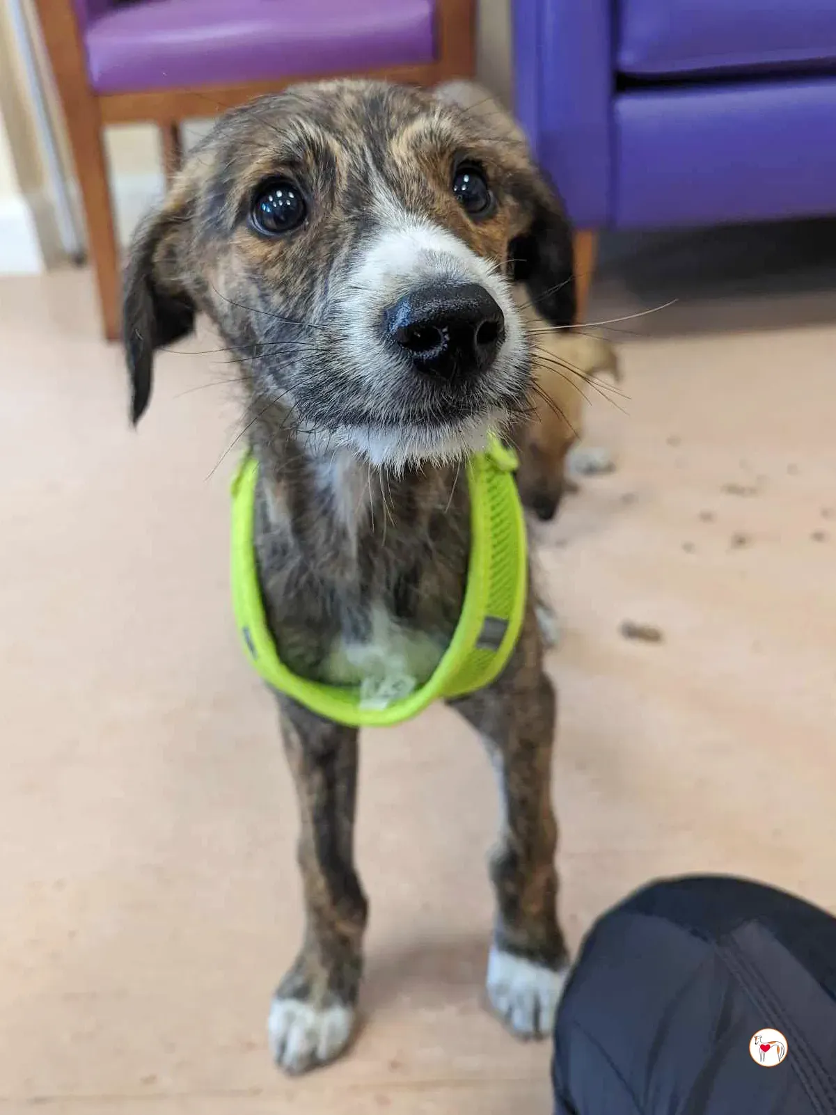 oisin greyhound cucciolo adozione 20 1