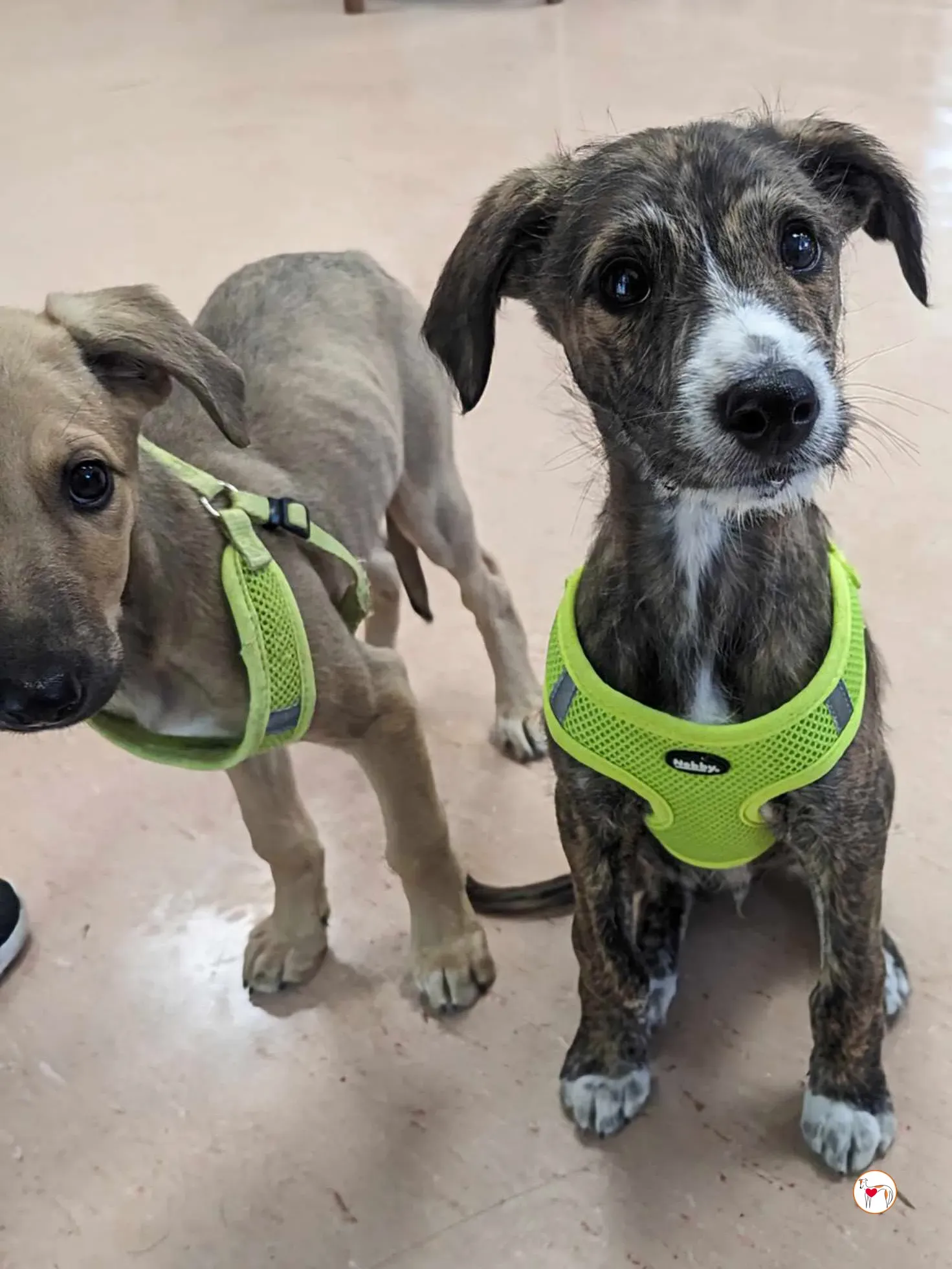 oisin greyhound cucciolo adozione 21 1