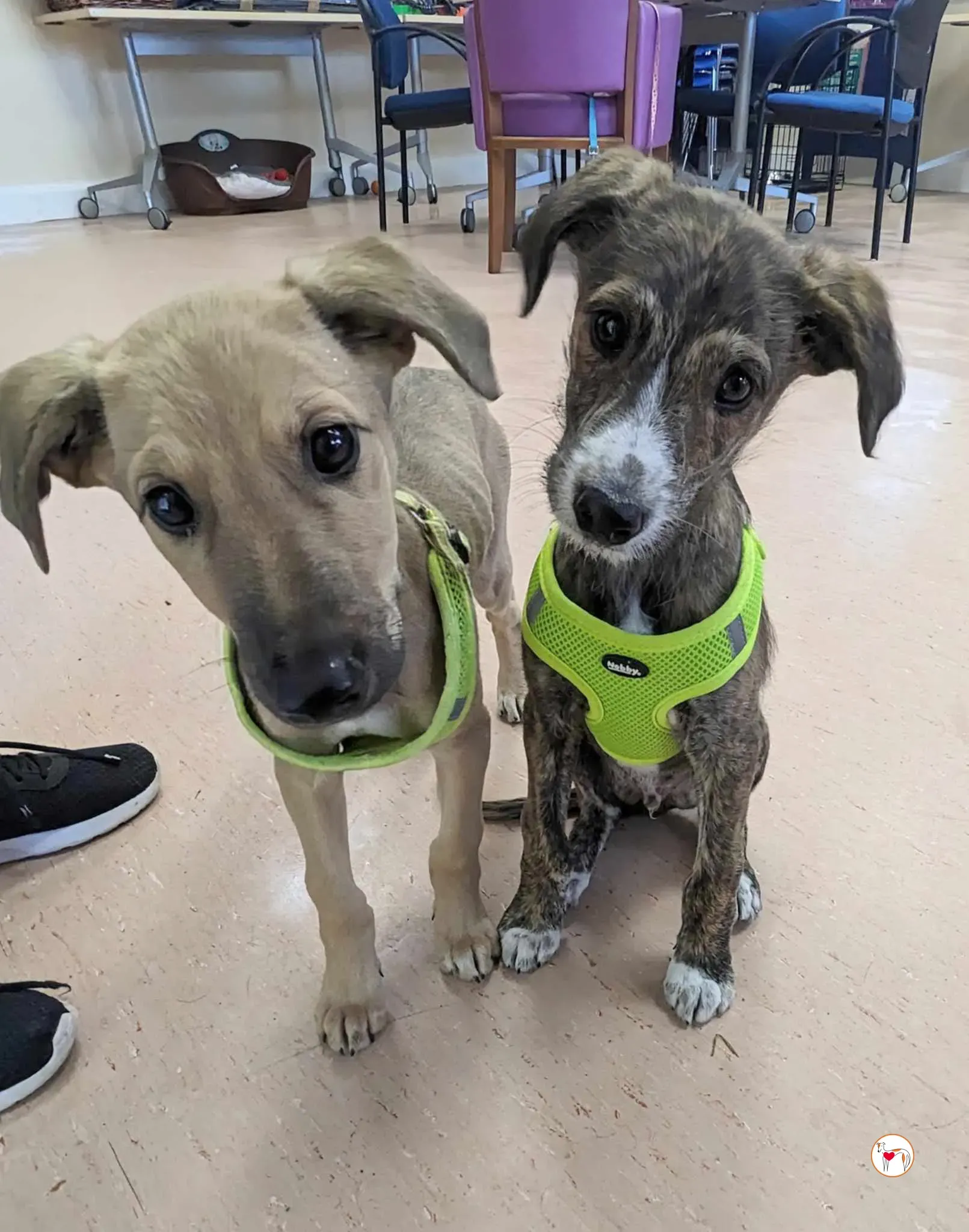 oisin greyhound cucciolo adozione 22 1