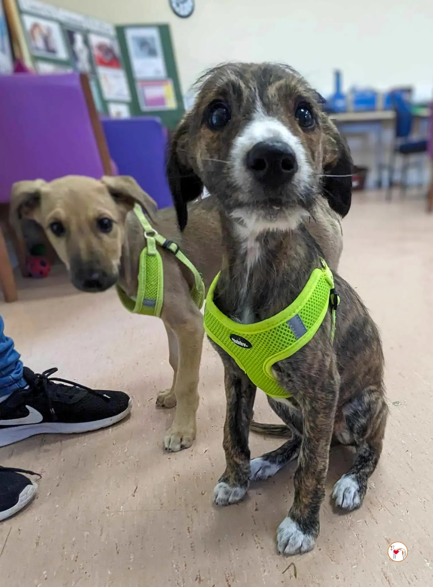 oisin greyhound cucciolo adozione 23