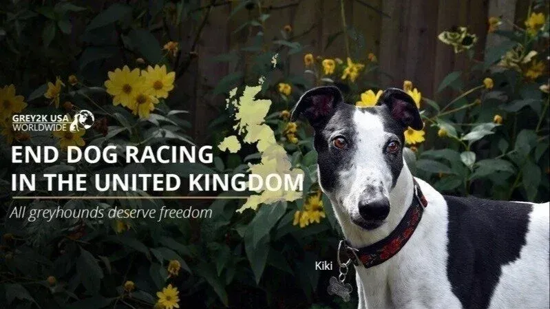 ojjchjoxdxjdwht 800x450 nopad