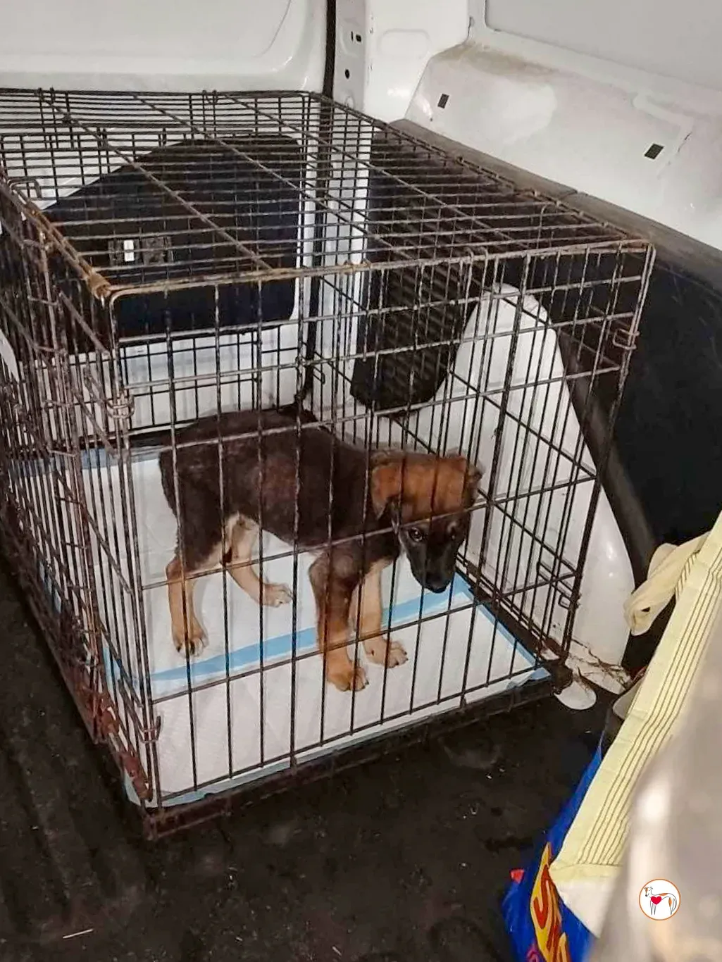 ollie grey adozione 02