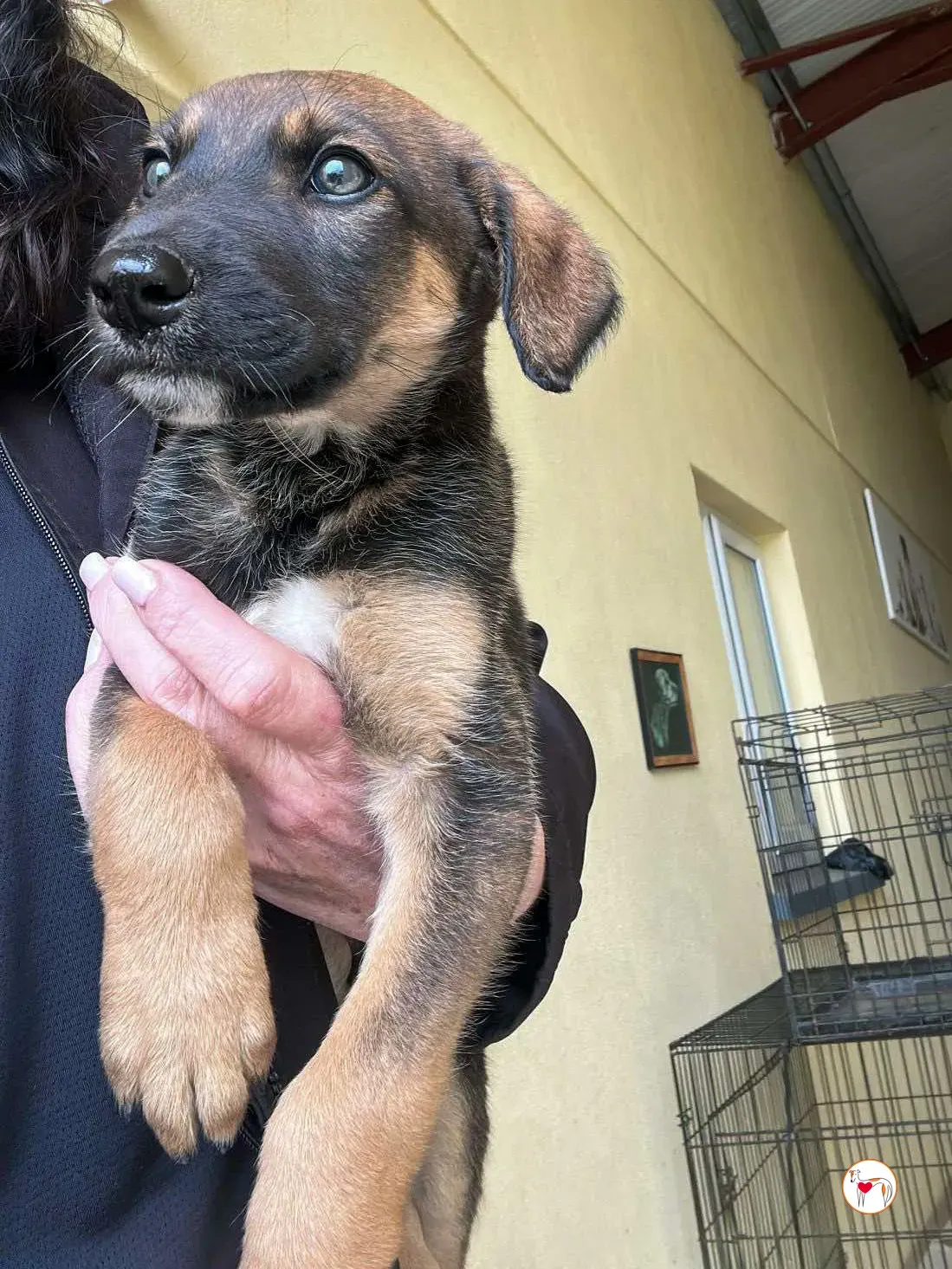 ollie grey adozione 03