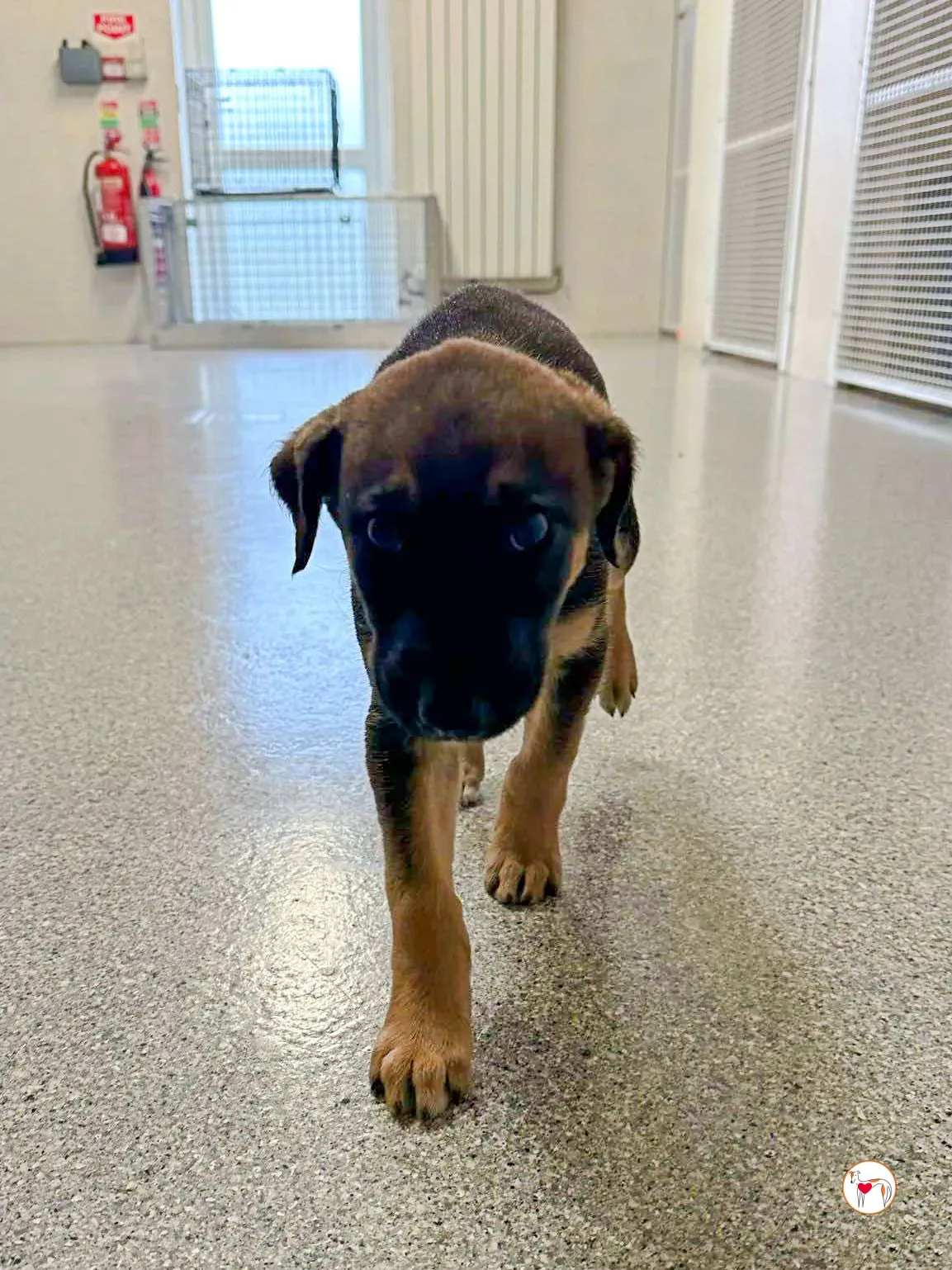 ollie grey adozione 04