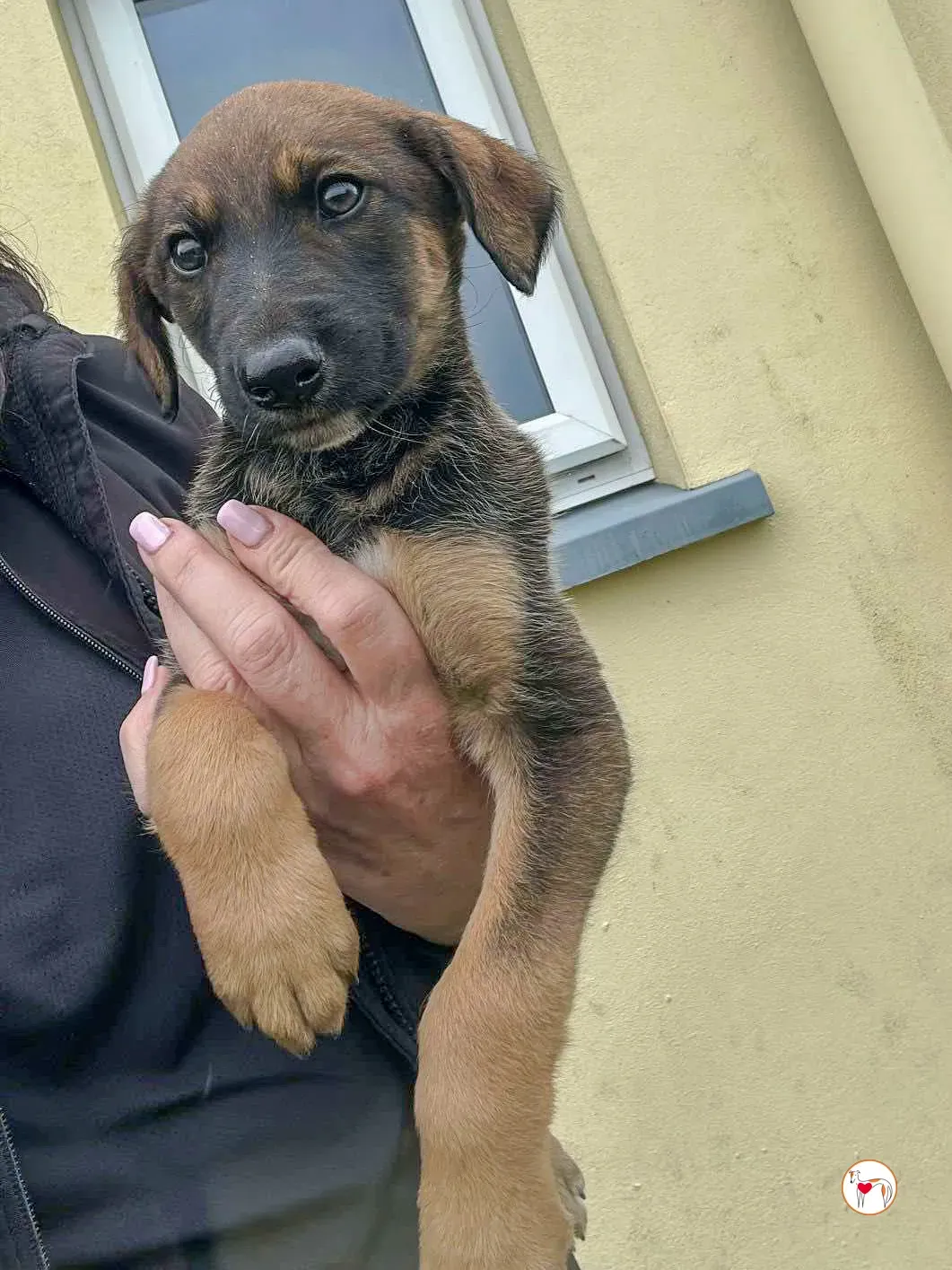 ollie grey adozione 05