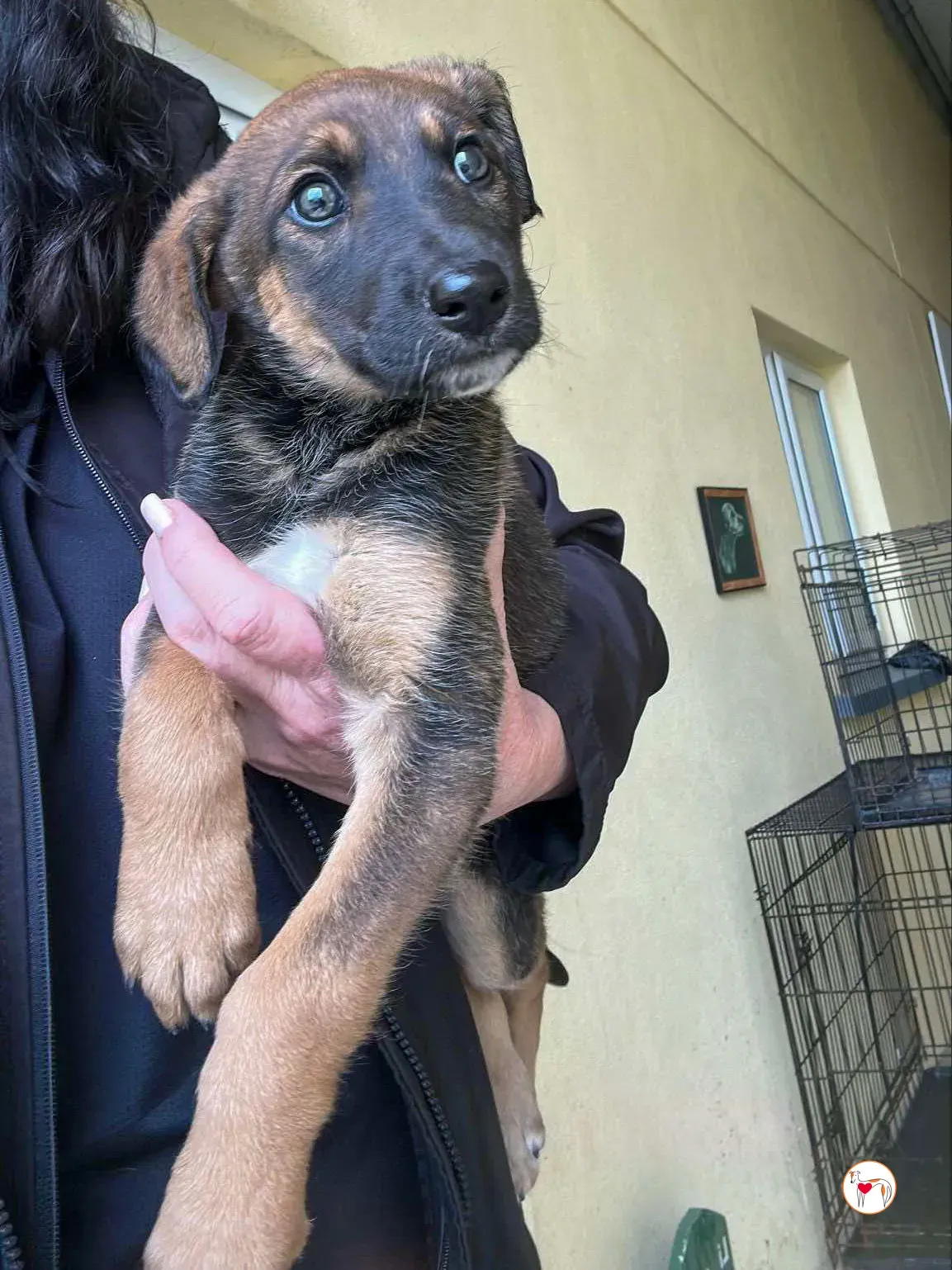 ollie grey adozione 06