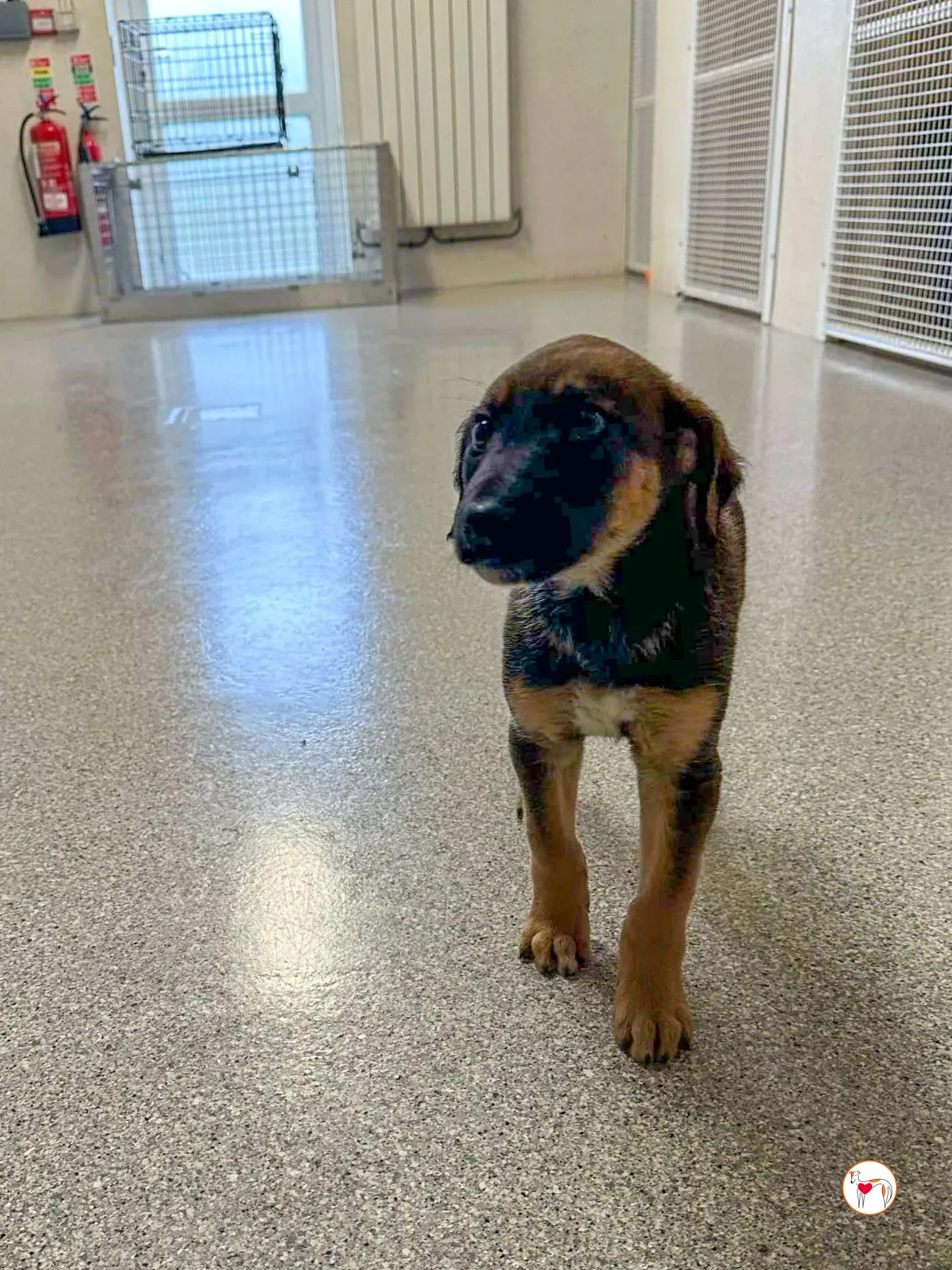 ollie grey adozione 07