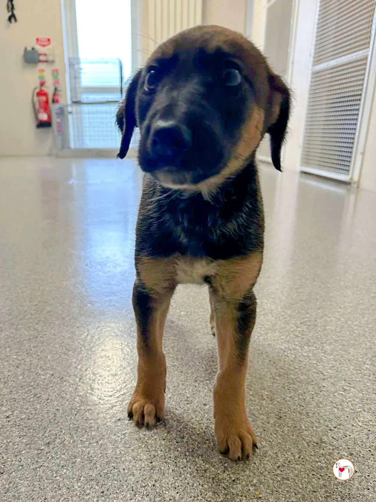 ollie grey adozione 08