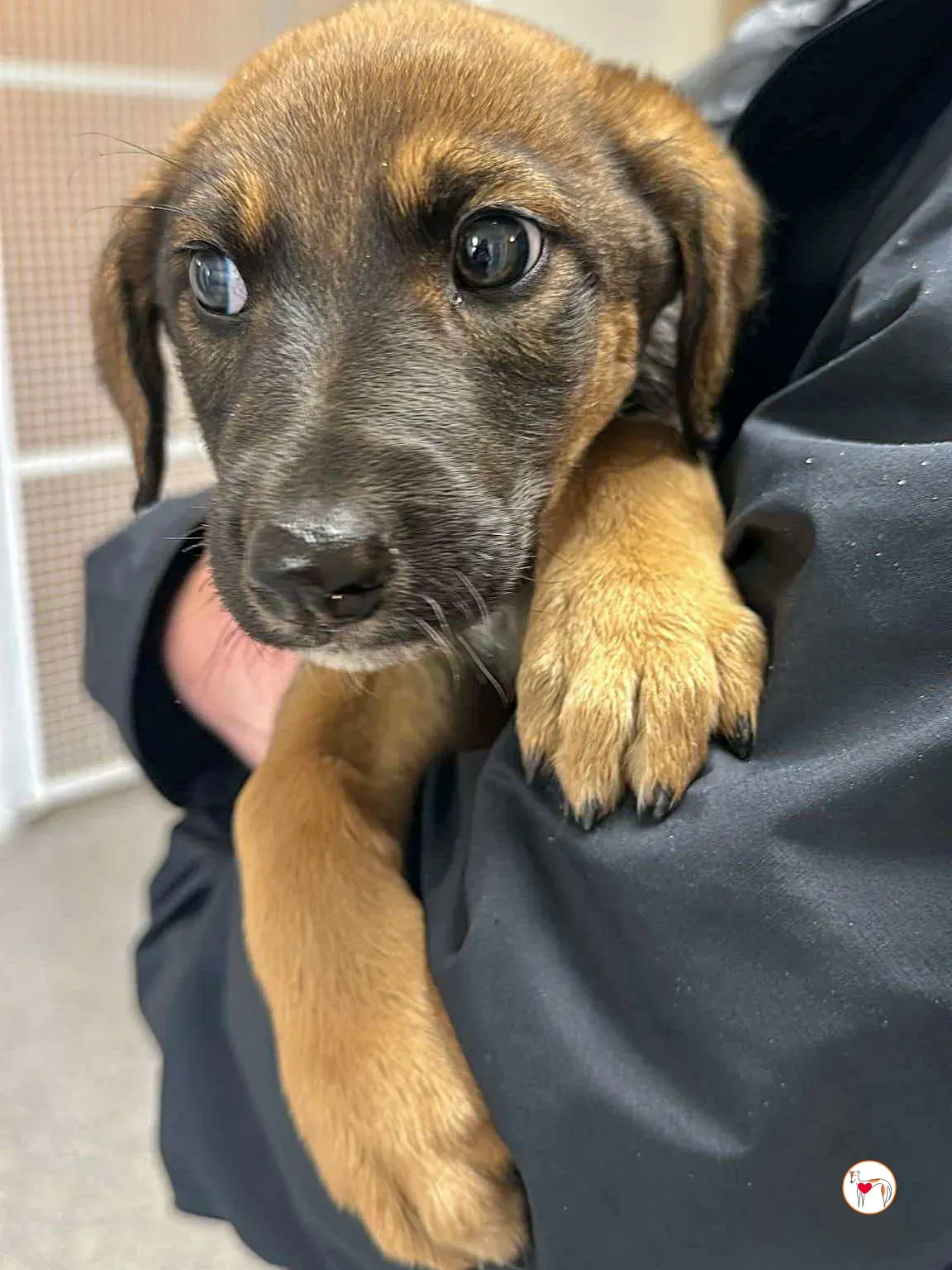 ollie grey adozione 09