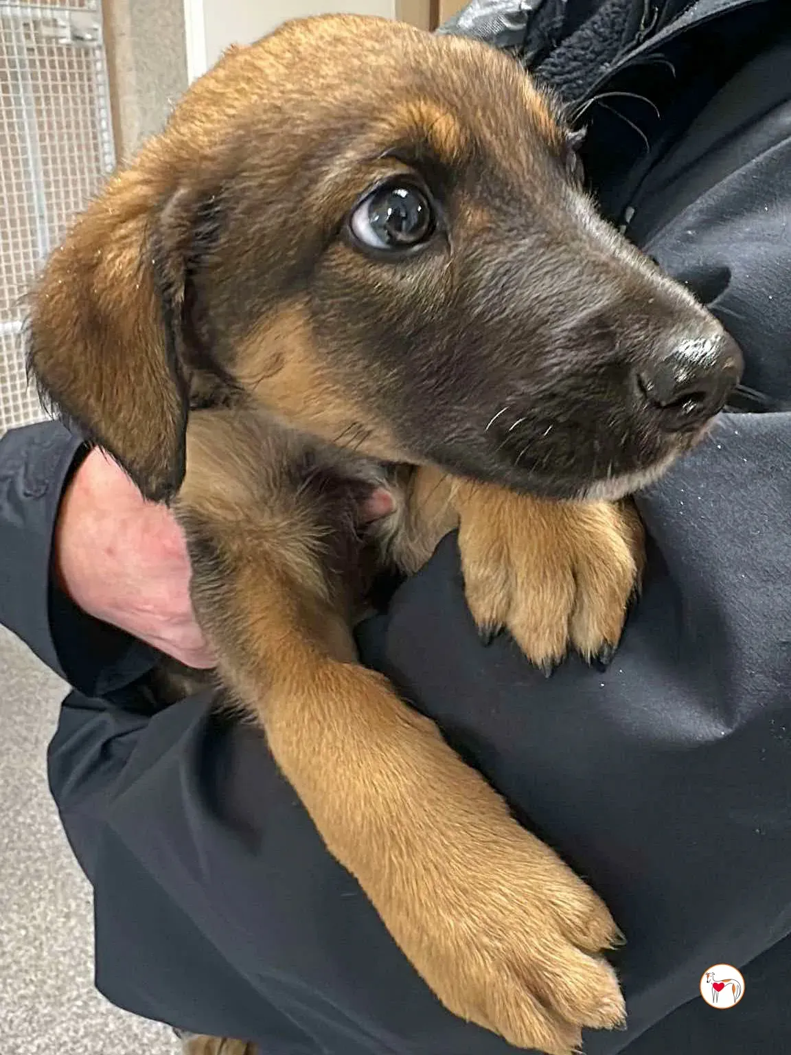 ollie grey adozione 10