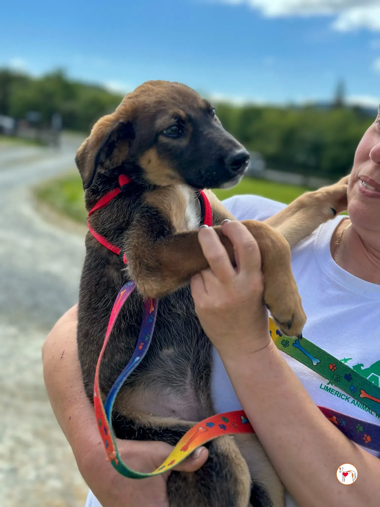 ollie grey adozione 11