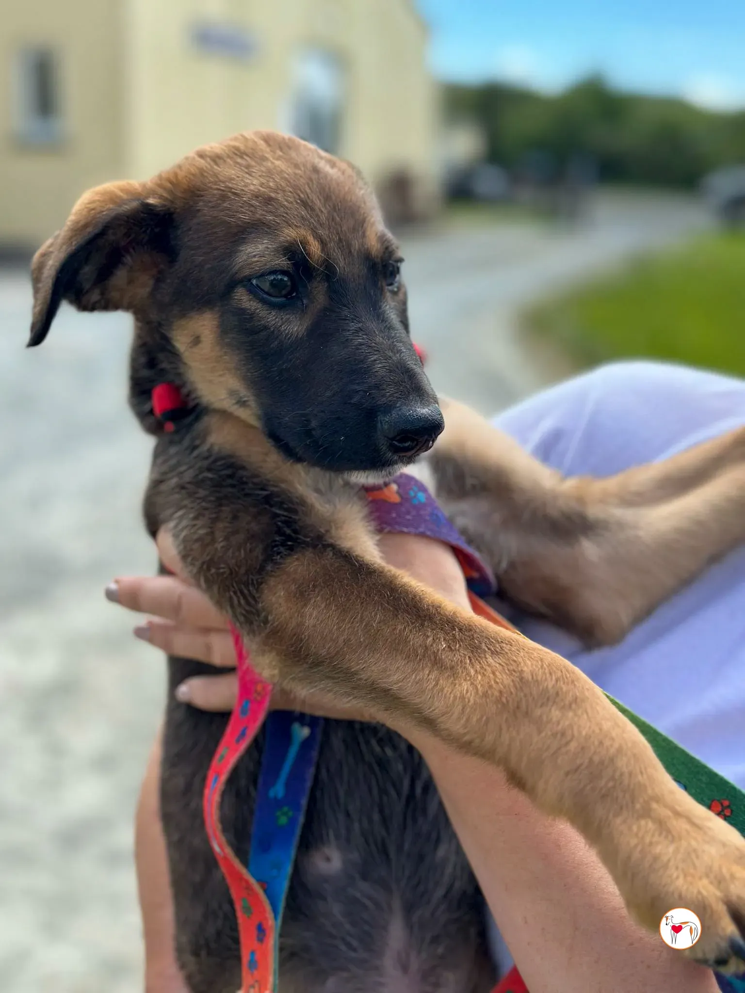 ollie grey adozione 12