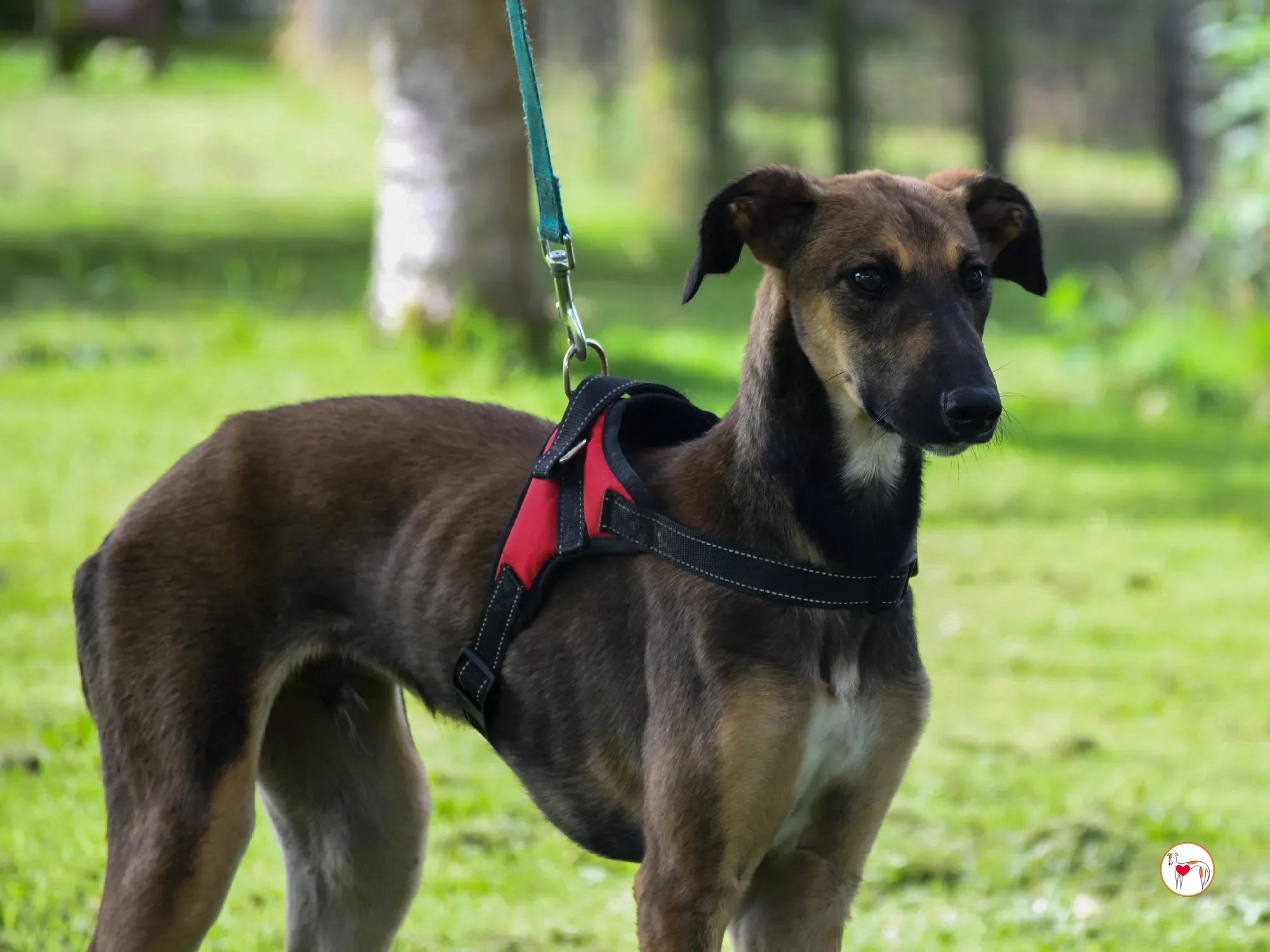 ollie grey adozione cucciolo 11