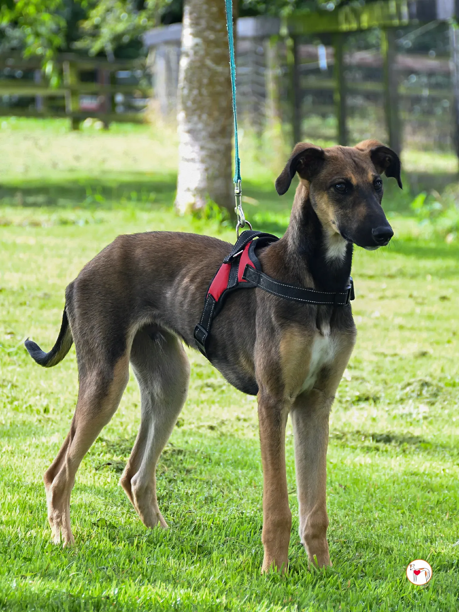 ollie grey adozione cucciolo 12