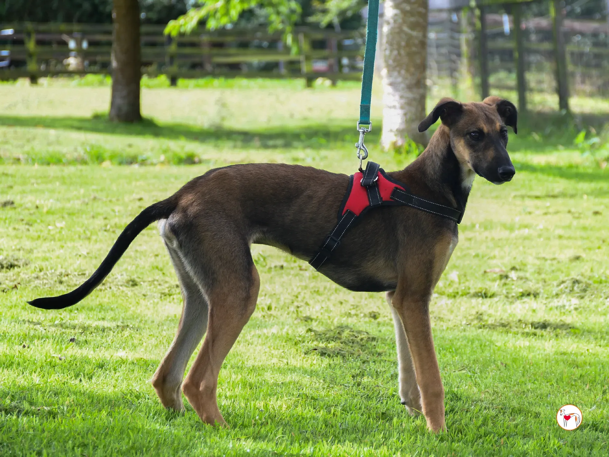 ollie grey adozione cucciolo 13