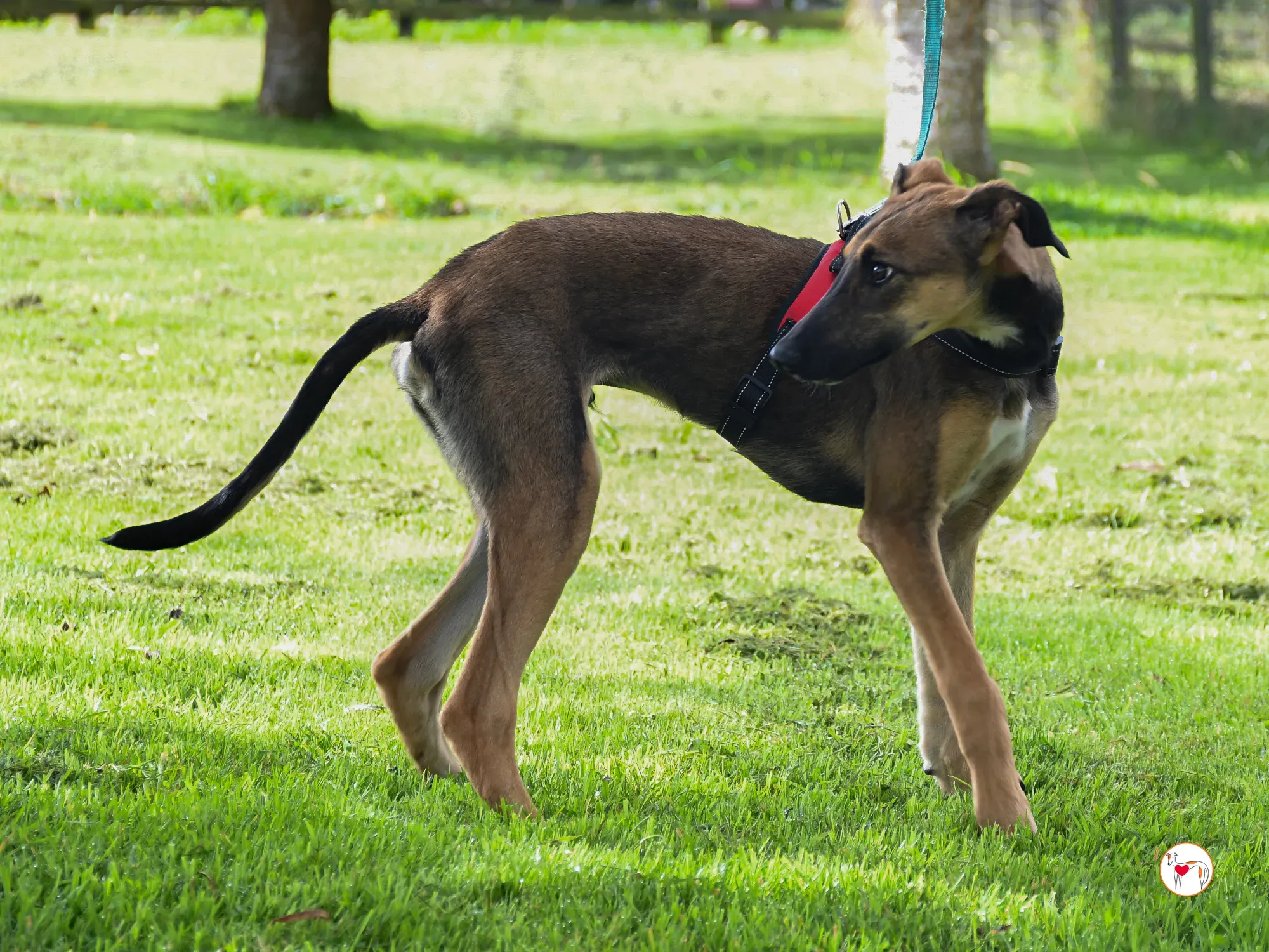 ollie grey adozione cucciolo 14