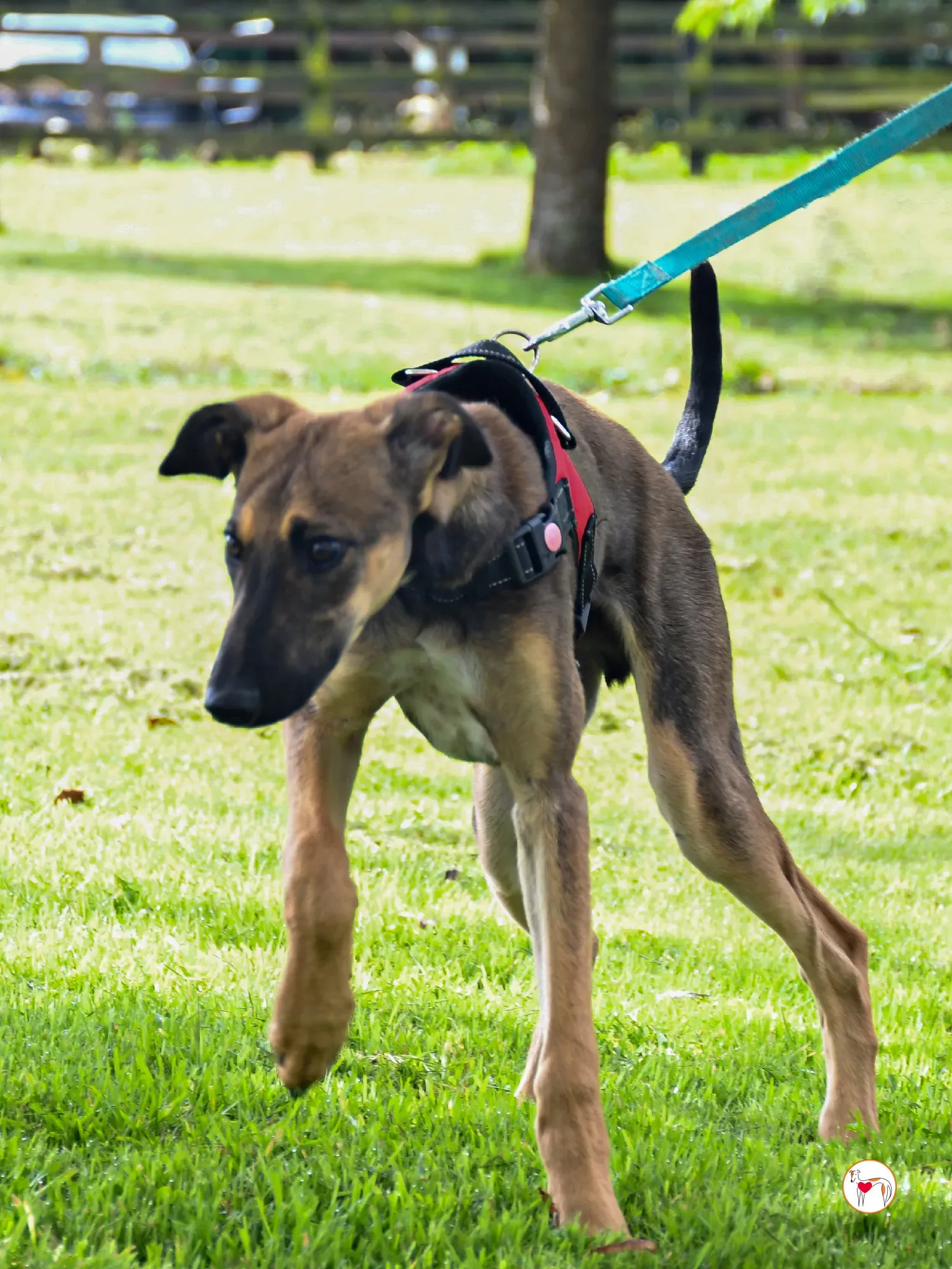 ollie grey adozione cucciolo 15