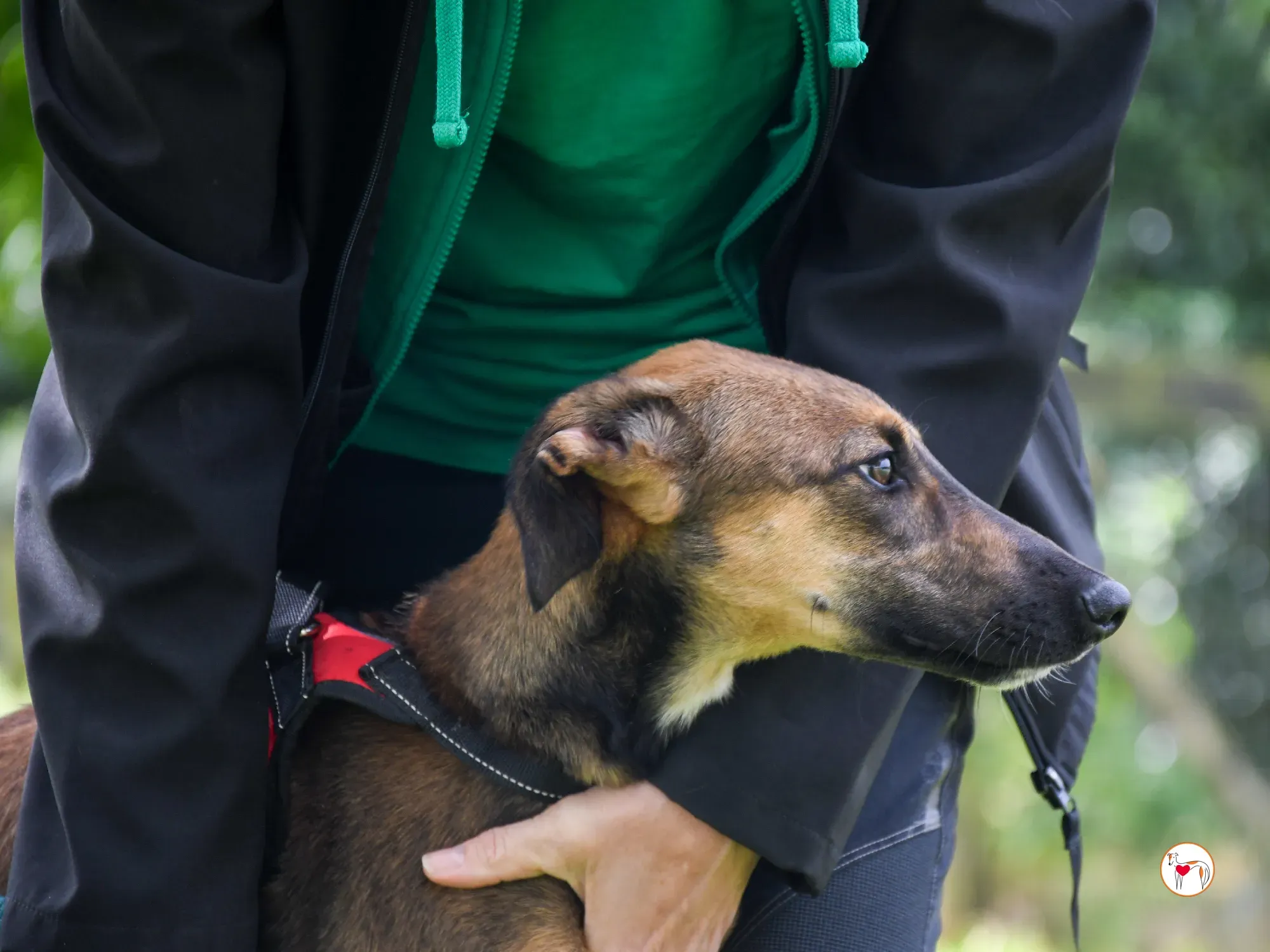 ollie grey adozione cucciolo 16