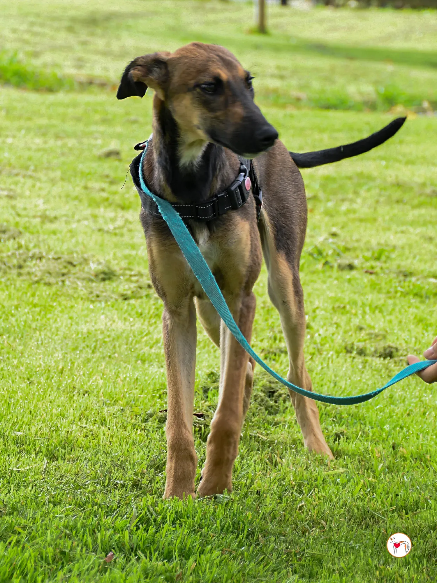 ollie grey adozione cucciolo 18